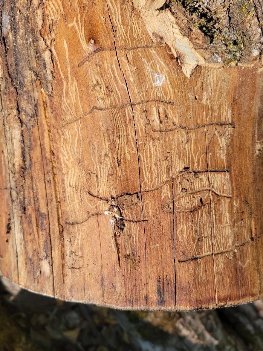 horizontal and vertical ridges etched in wood trunk
