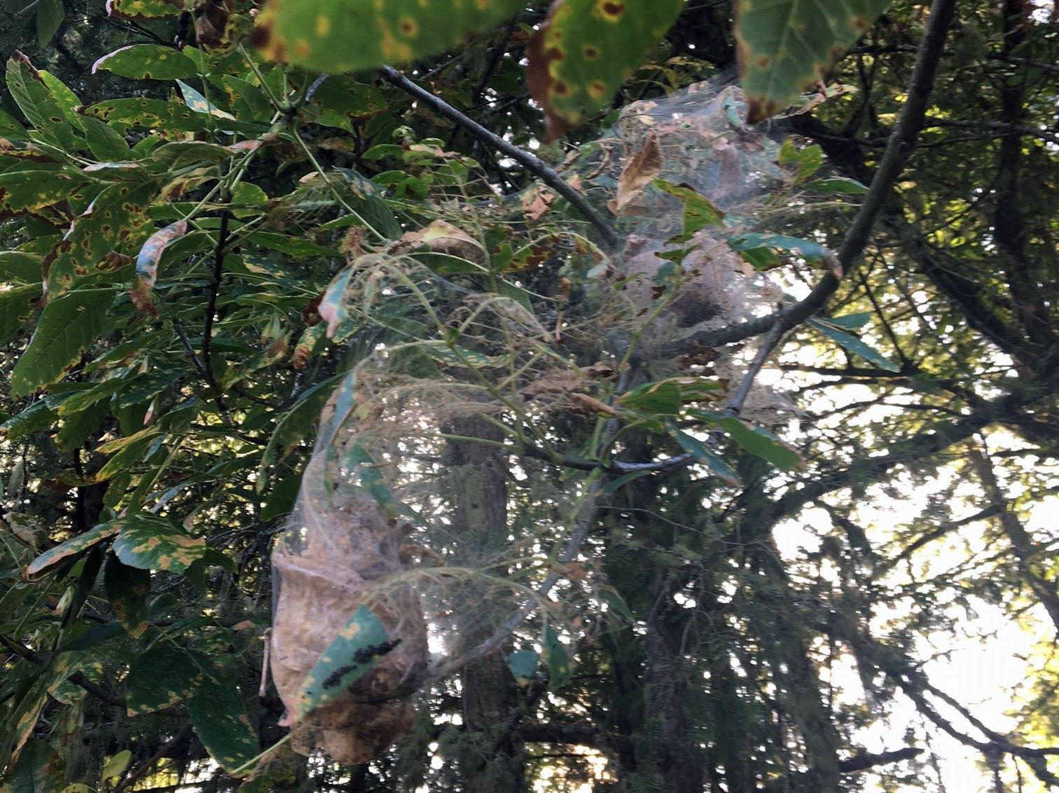 a mass of webbing beneath stippled ash leaves