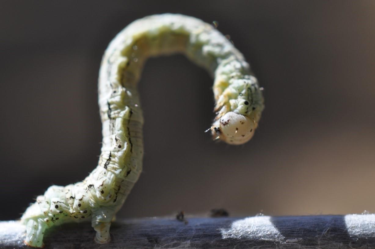 inchworm rearing up in a curve shape