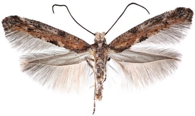 fuzzy moth with wide wings