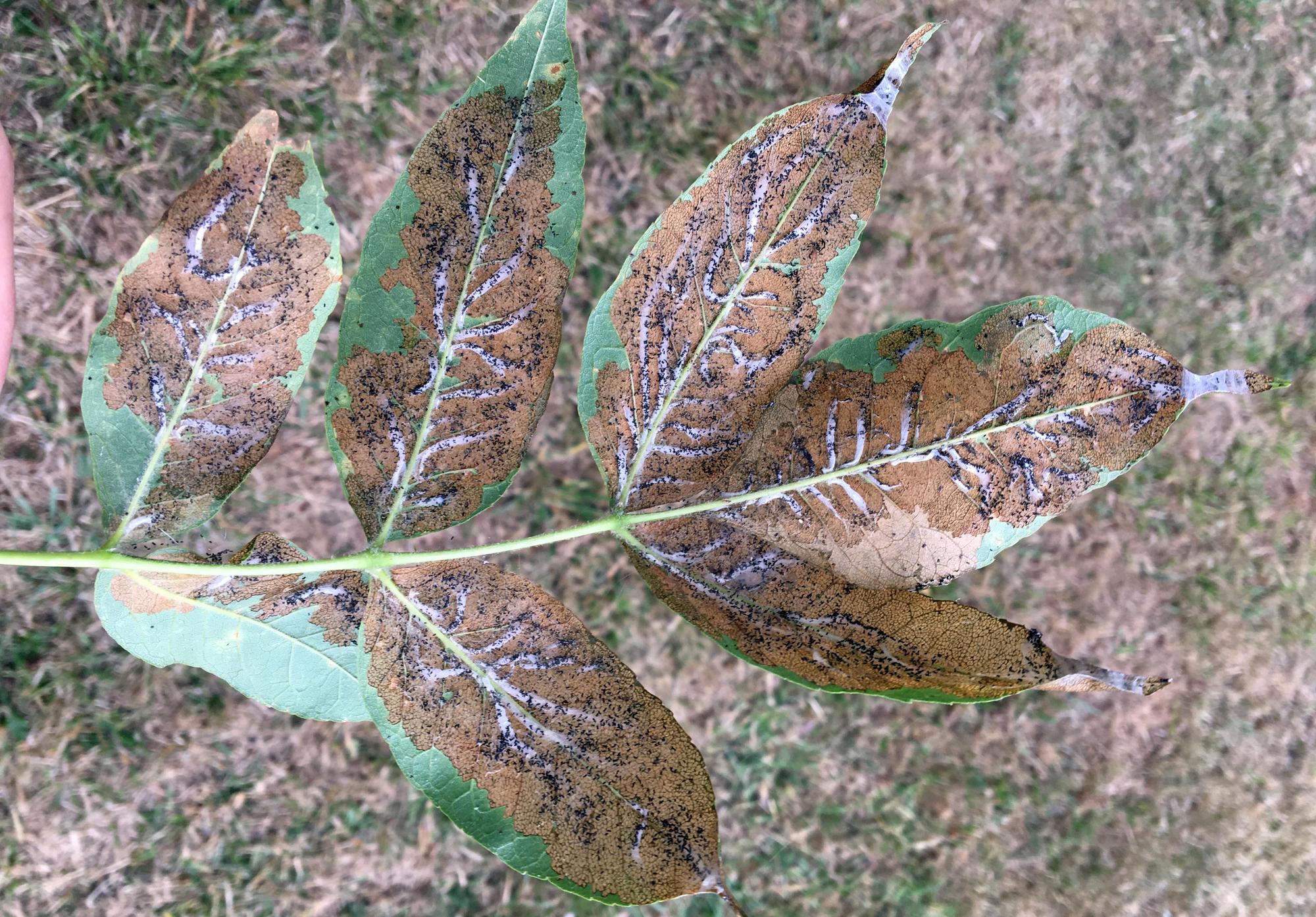 badly scarred leaf