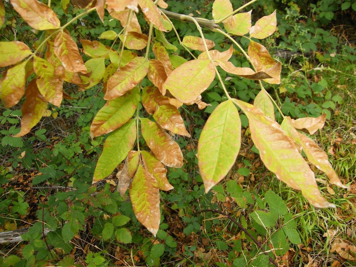 yellow and brown leaves