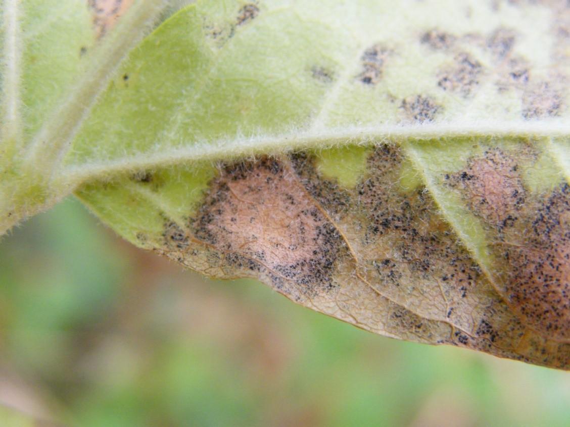 brown and black spots on leaf