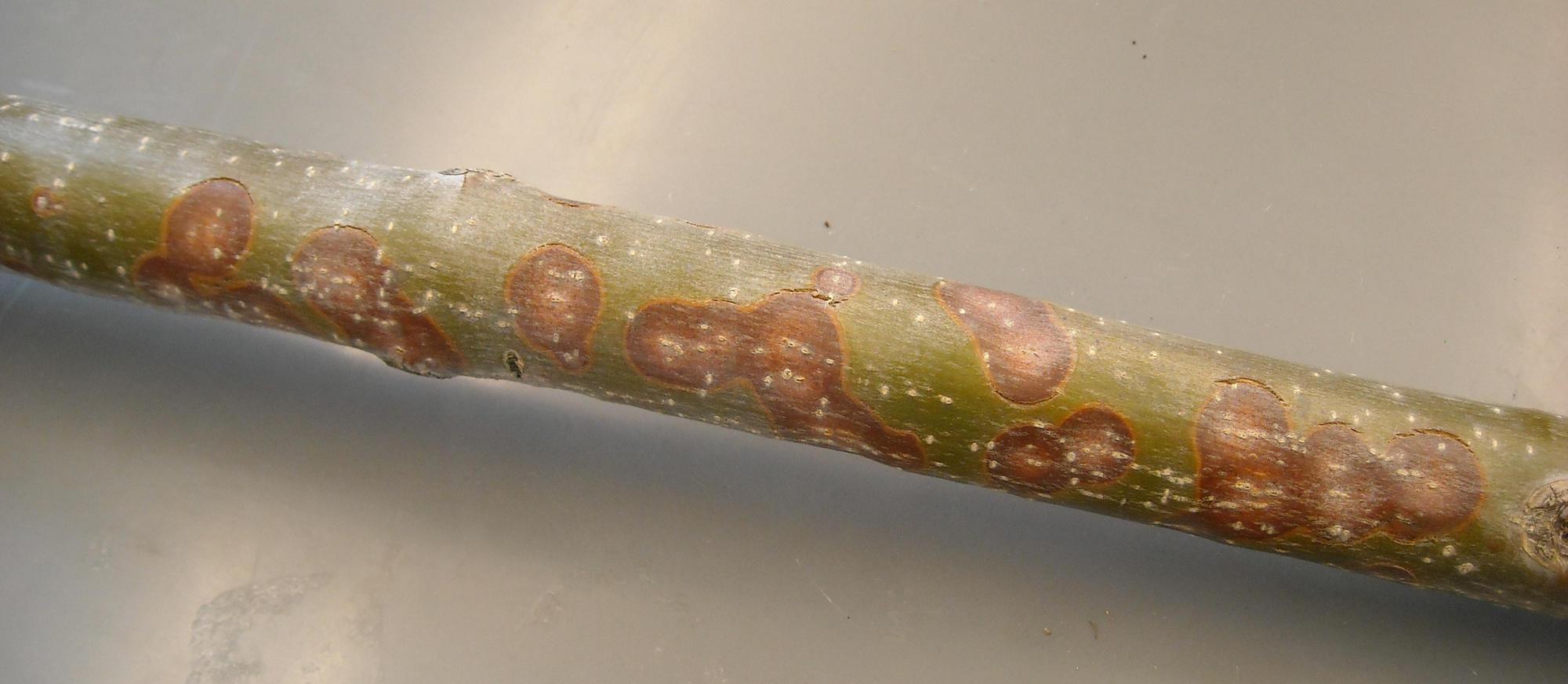 brown spots on green twig