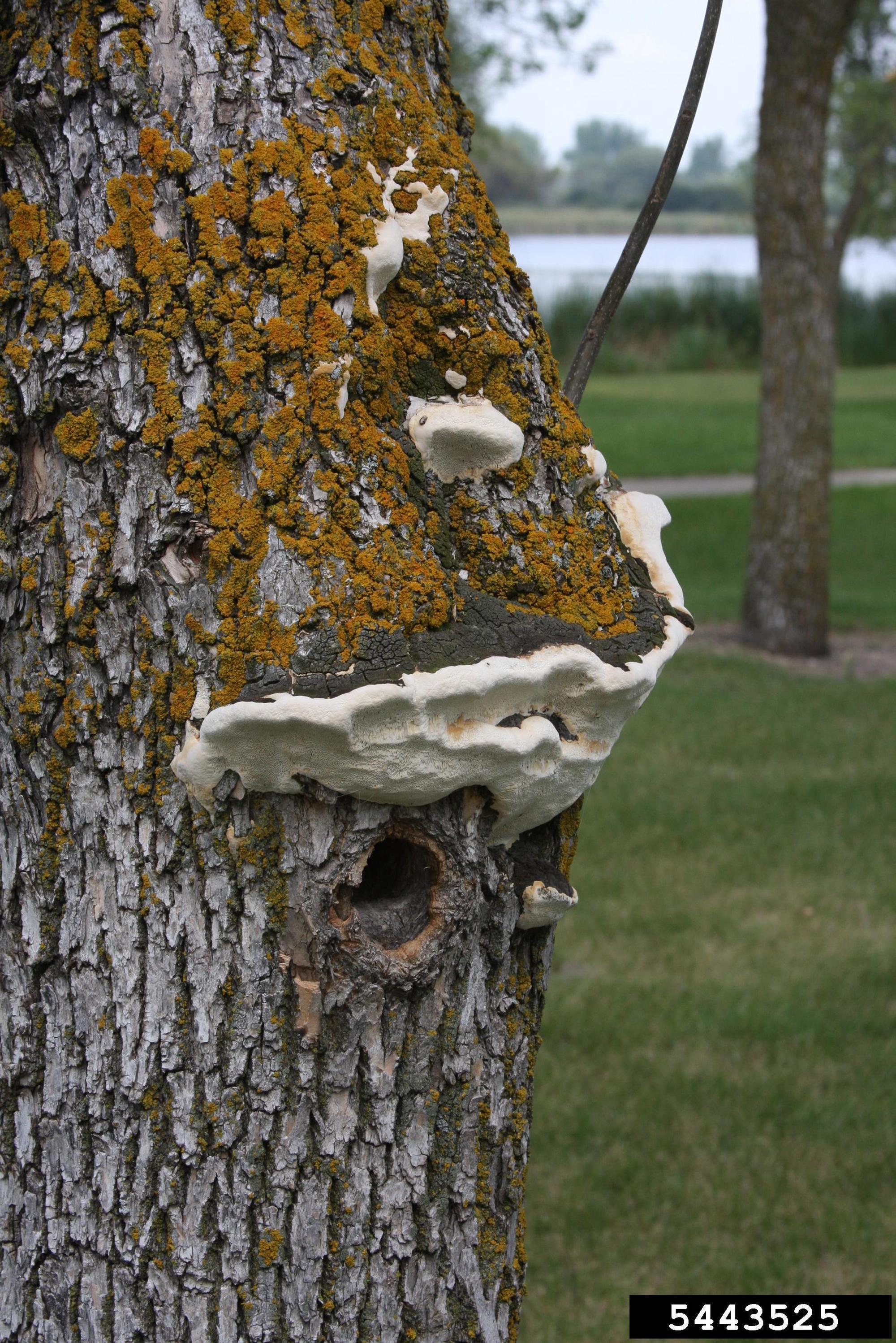 fungus bump on tree trunk