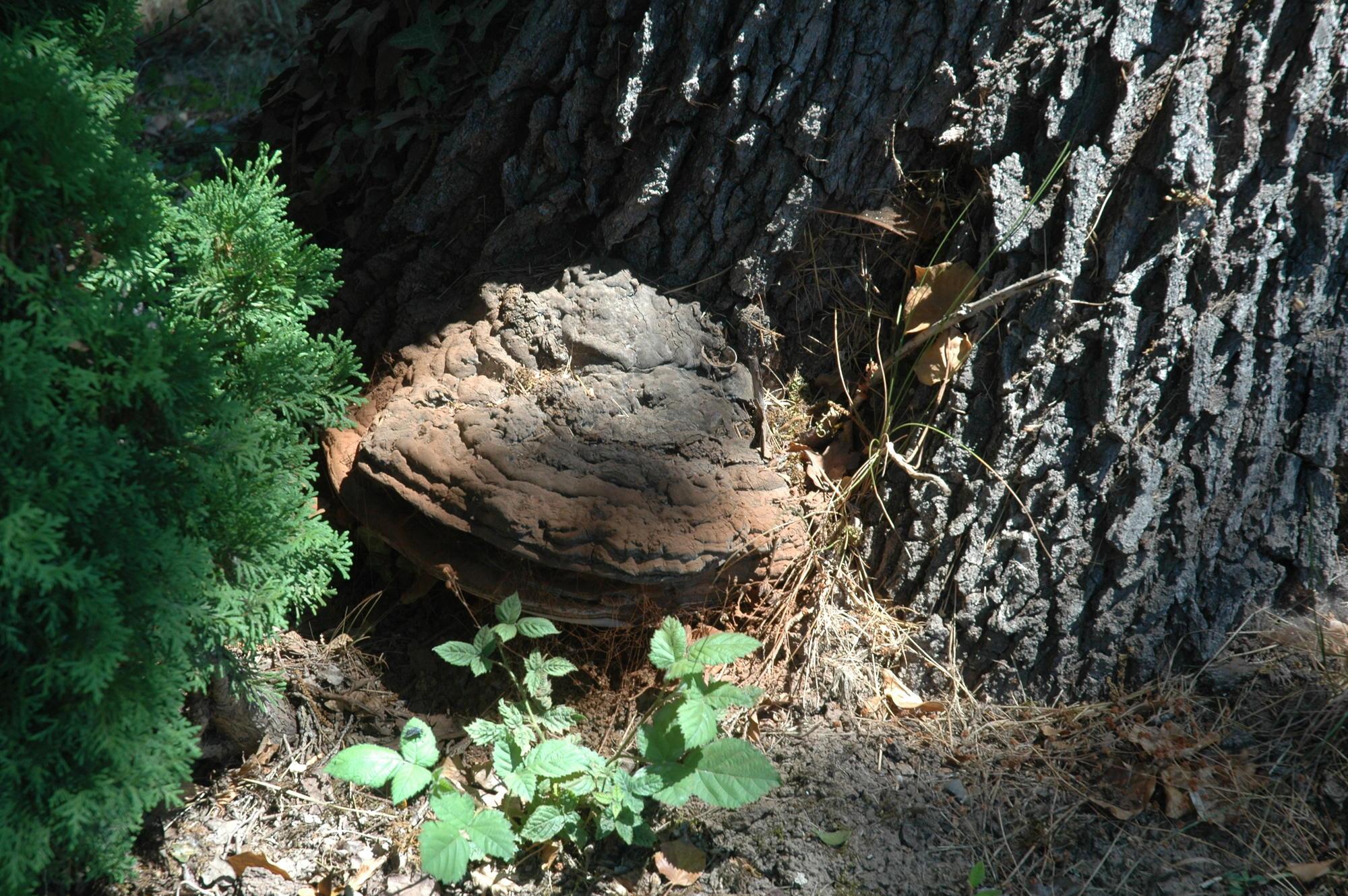 conk at base of oak tree
