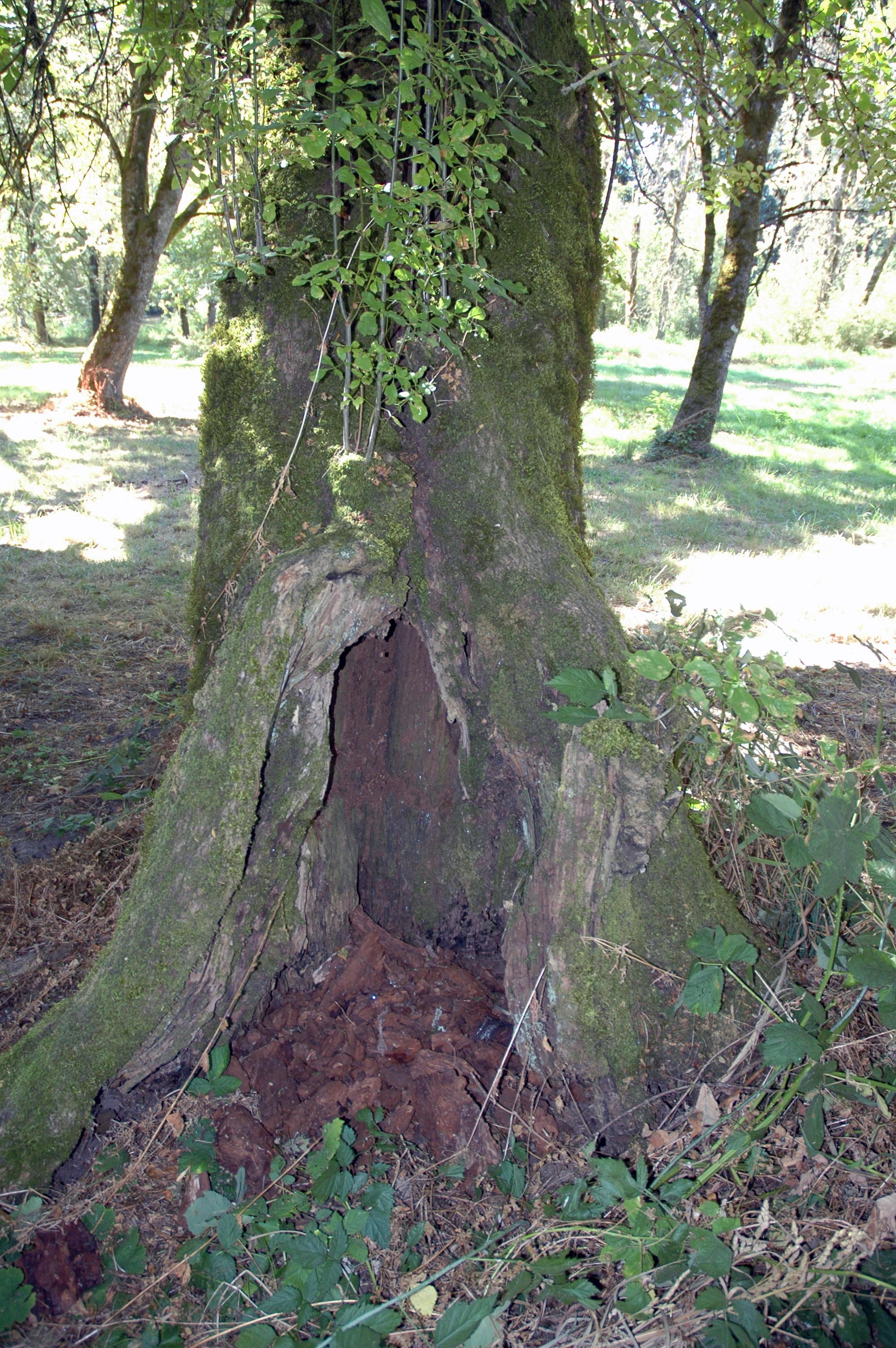 rot at base of tree