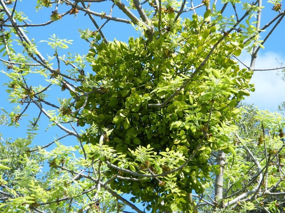 mass of mistletoe in crown of tree