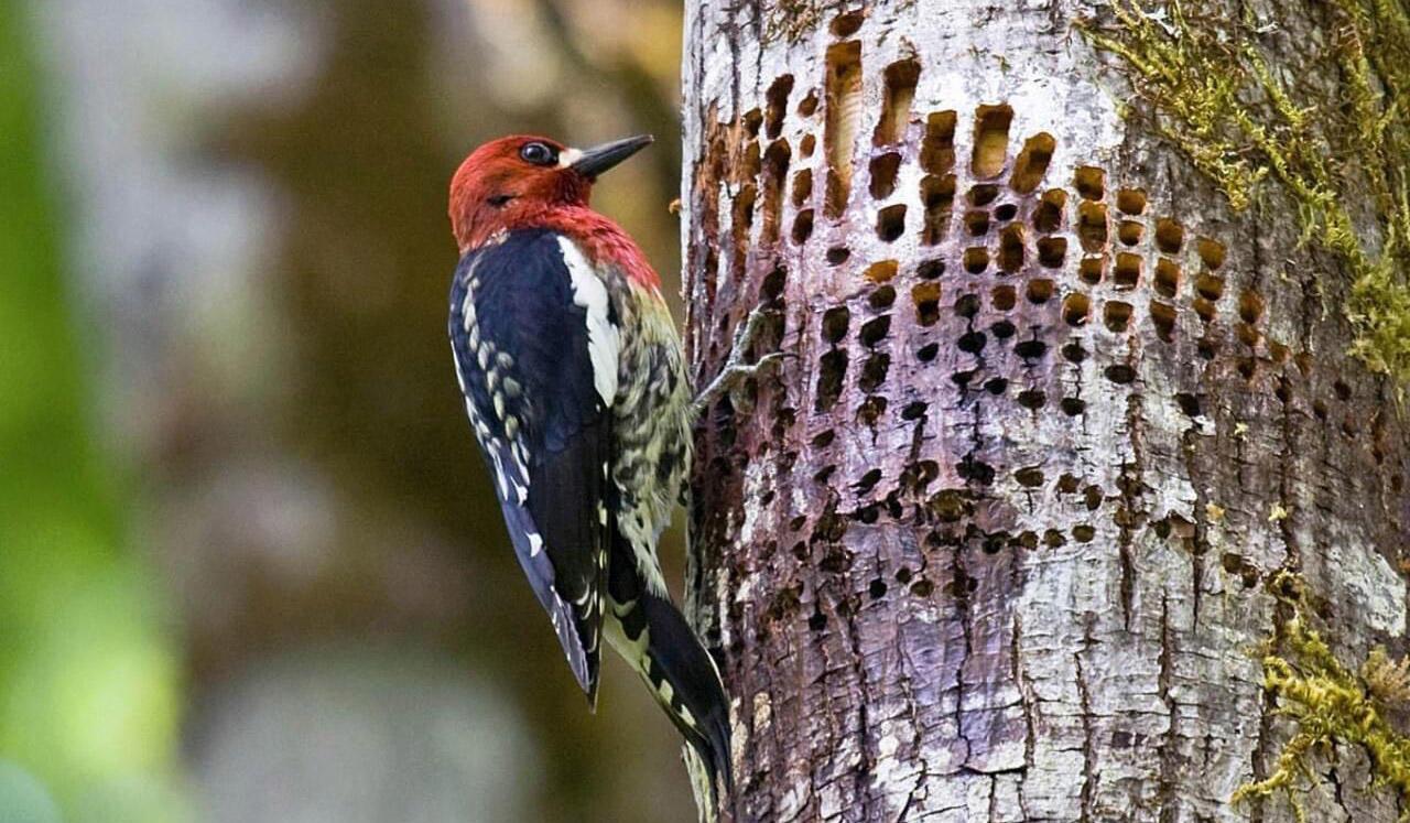 redheaded woodpecker on tree with holes