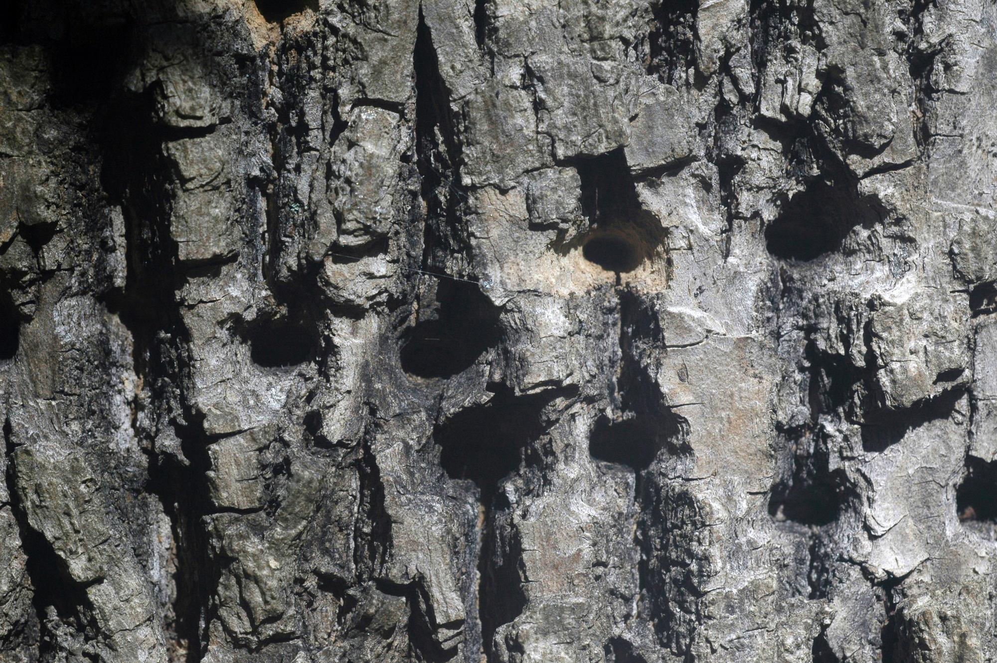 holes in bark