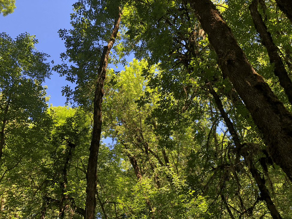 green leaves of crowns of ash trees against blue sky