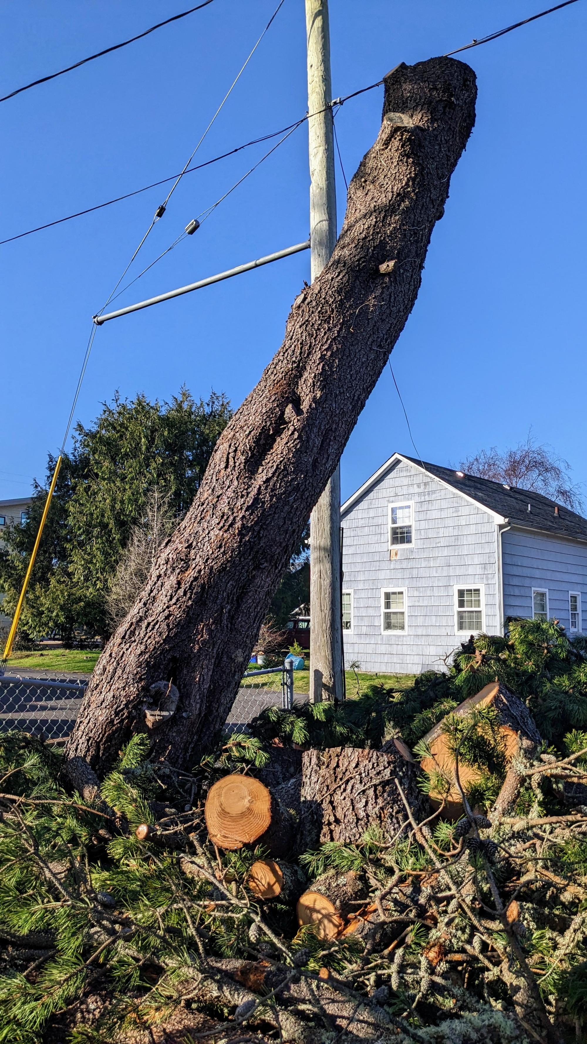 A tree trunk leans against a power line