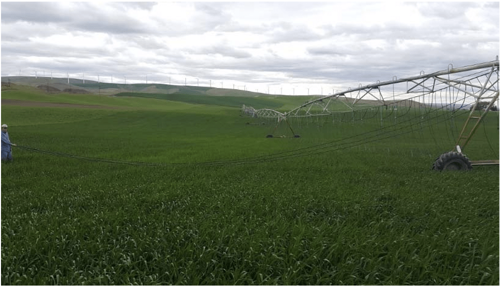 MDI installed on a center pivot while retaining the sprinklers for switching between MDI and MESA. The driplines on the outside spans of the pivot are longer since it covers a larger area in the field.