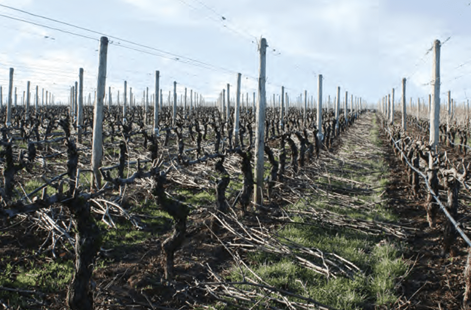 Canes pruned from individual vines are bundled together and placed at the base of the vine from which they were removed
