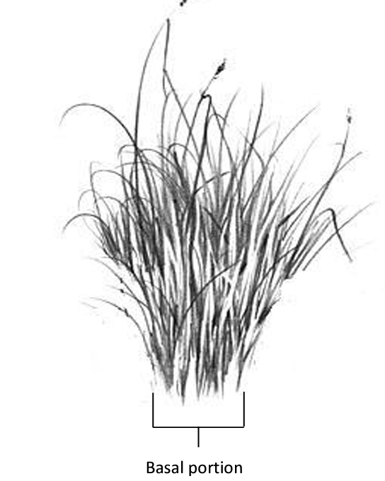 Illustration of the basal portion of a grass plant.