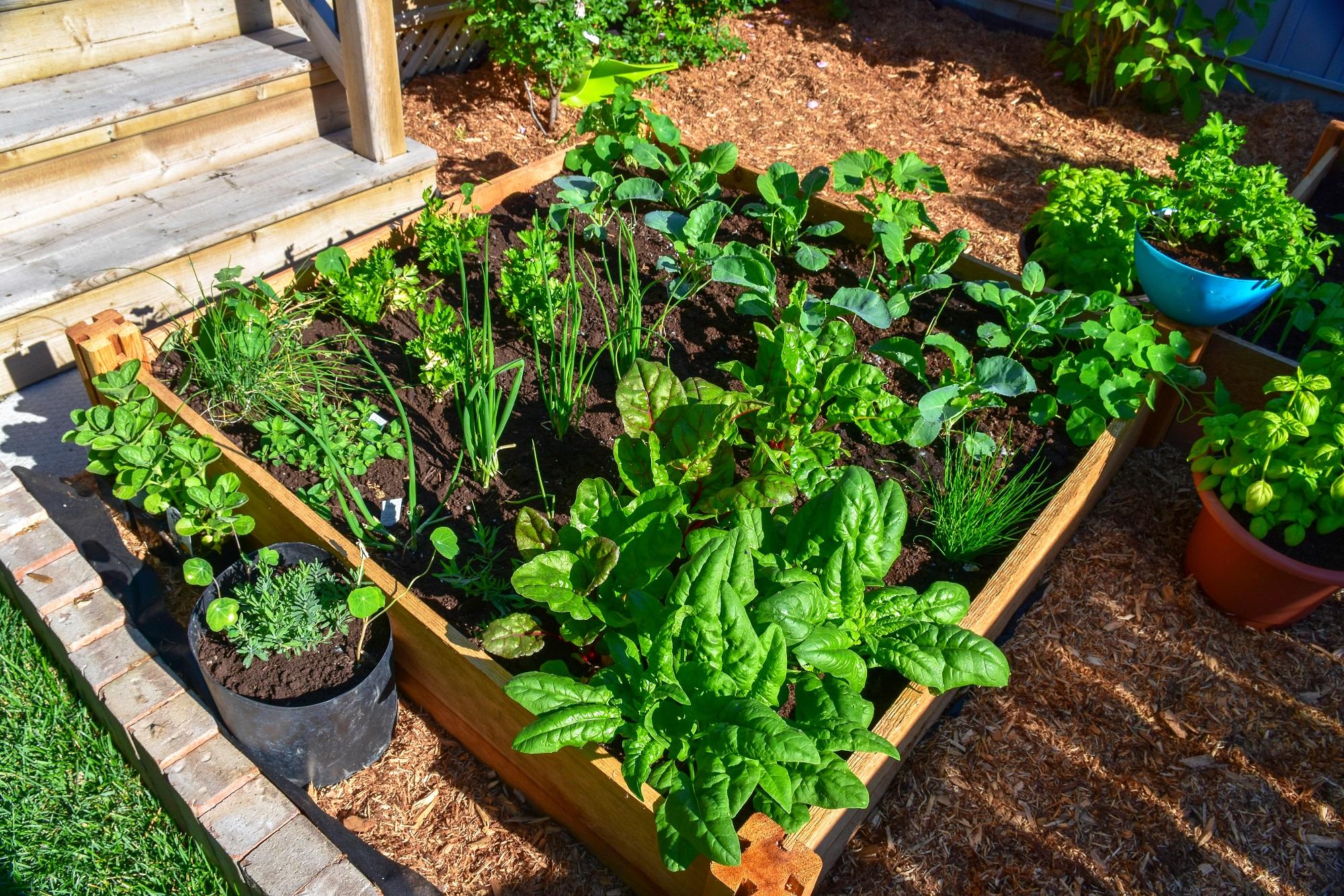 A raised garden bed by stairs to a patio with many vegetables and herbs growing in it.