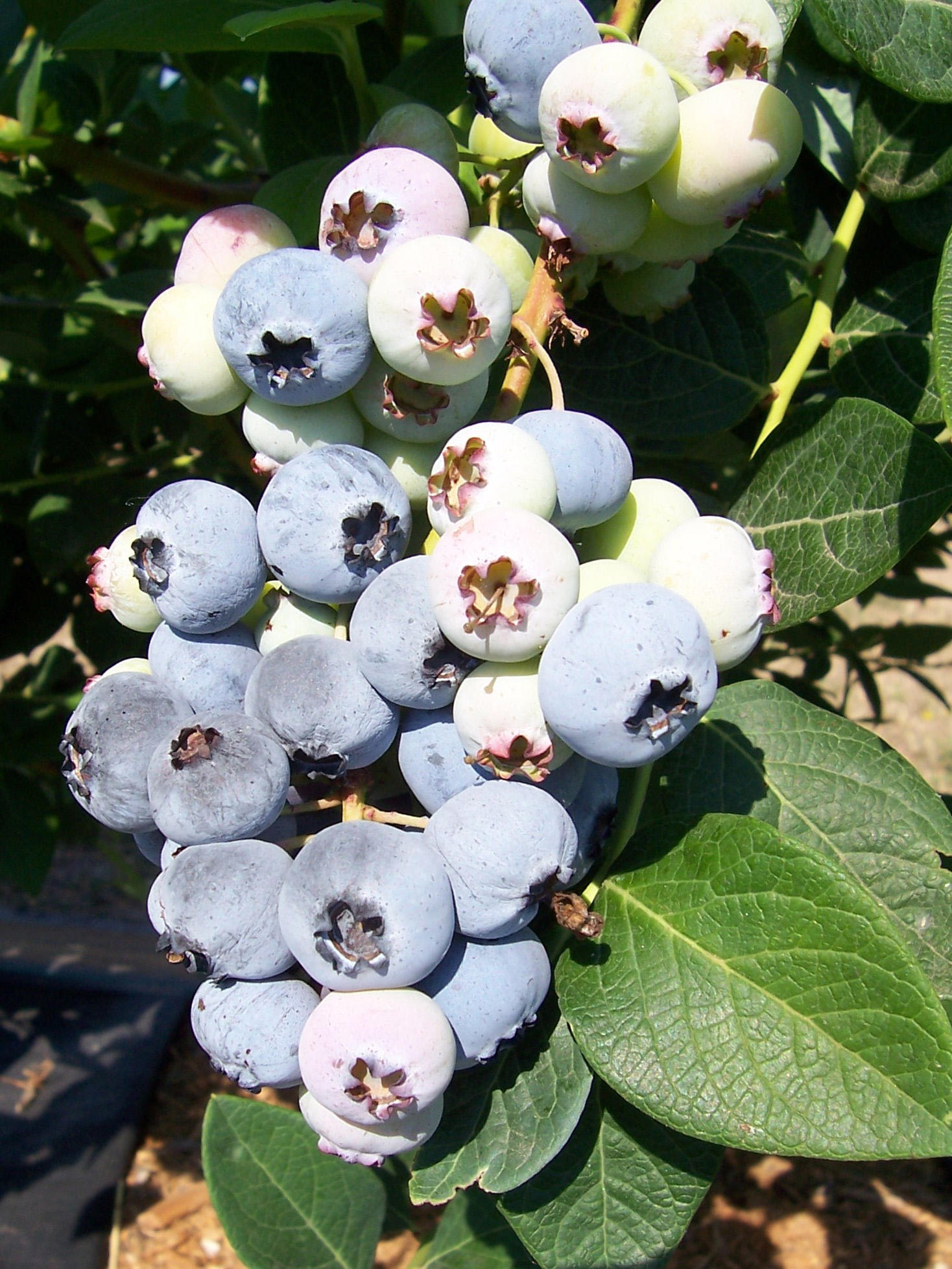 Aurora blueberries (northern highbrush type)