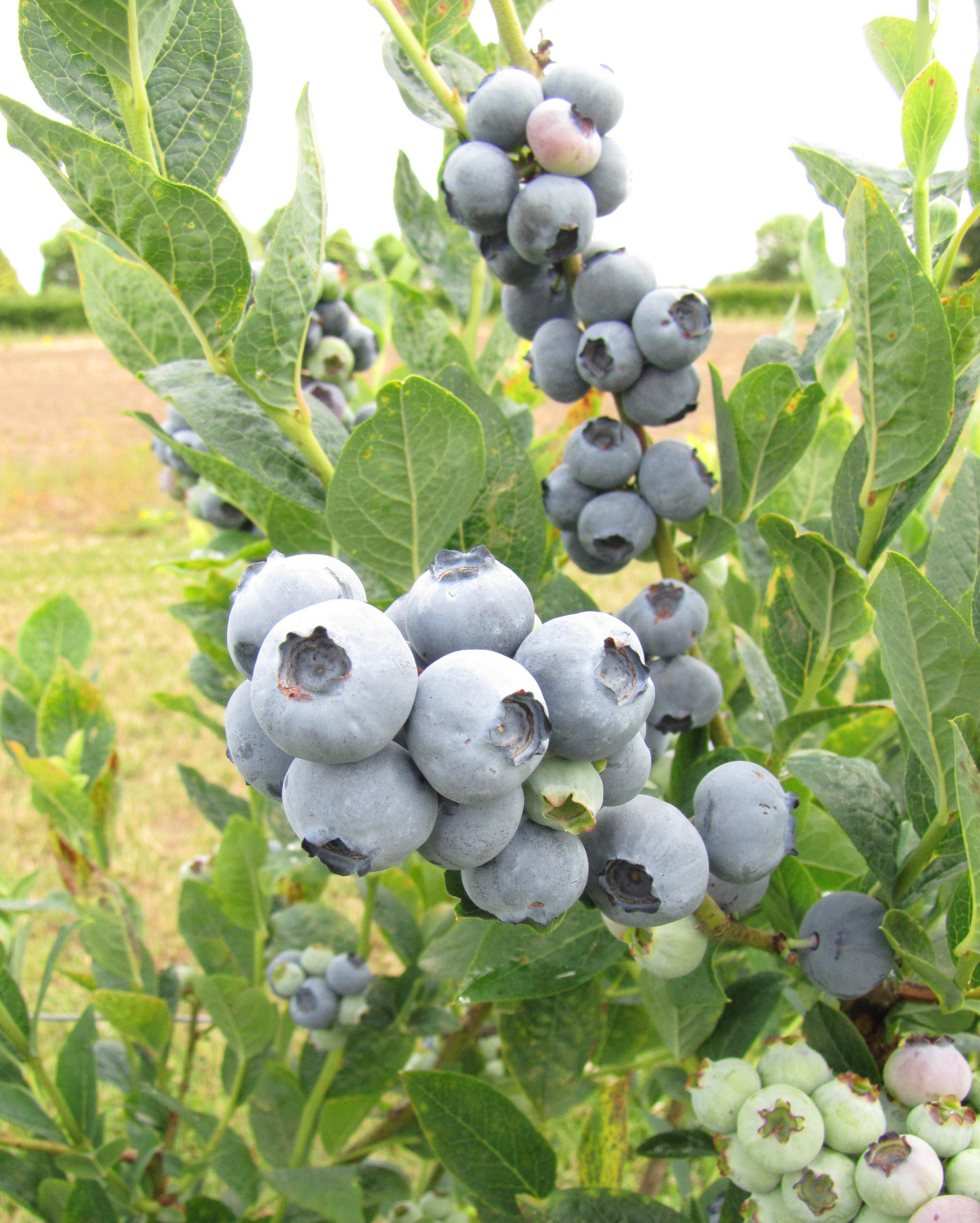 Bluegold blueberries (northern highbrush types)