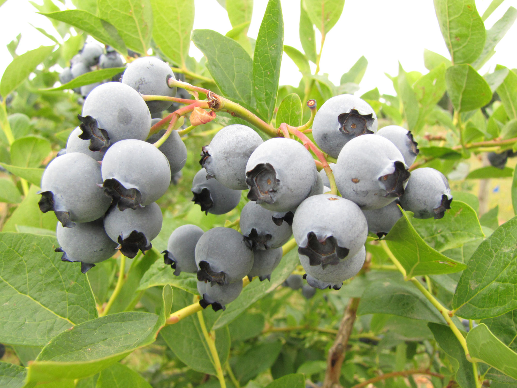 Bluejay blueberries (northern highbrush)