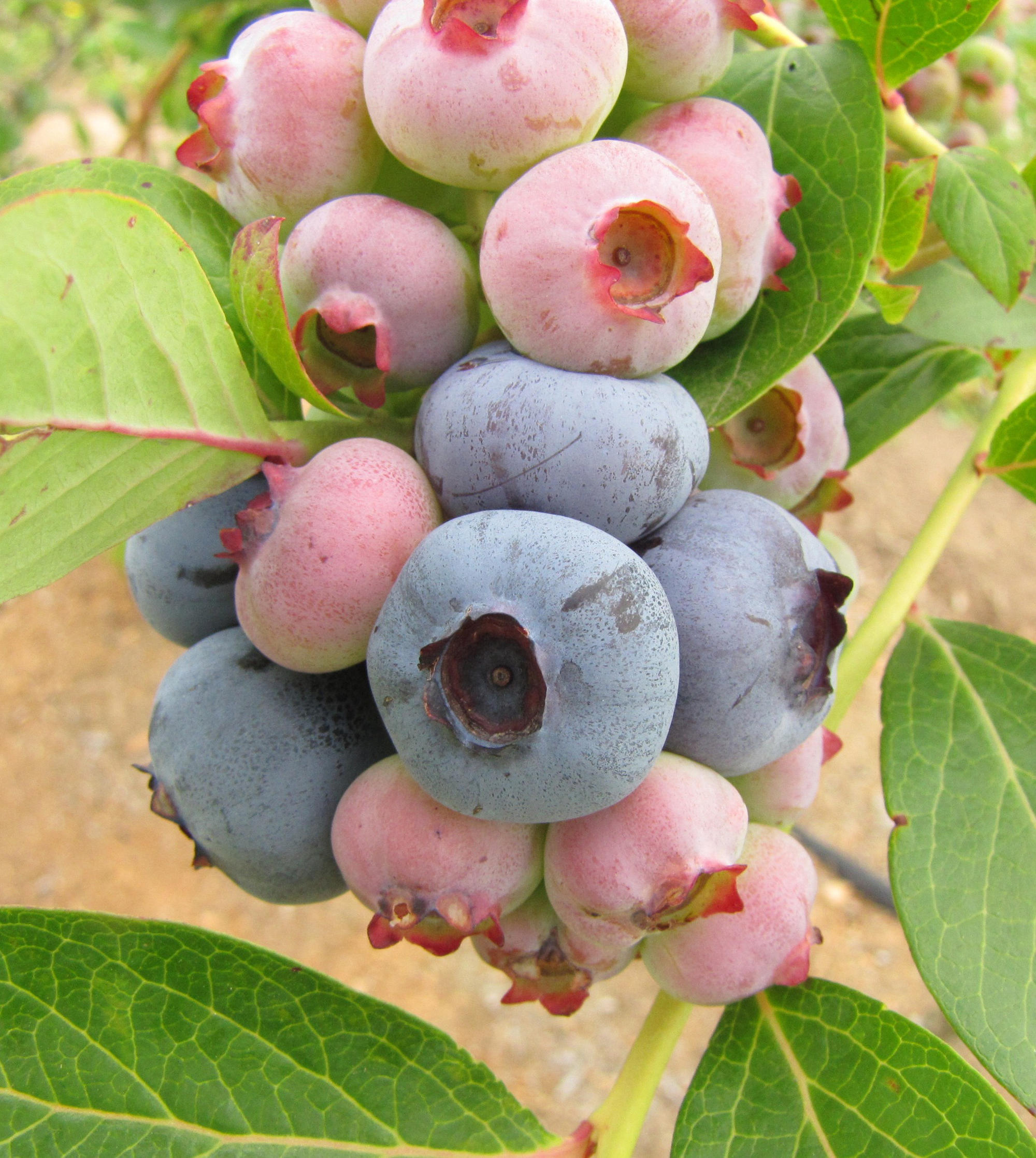 Chandler blueberries (northern highbrush types)