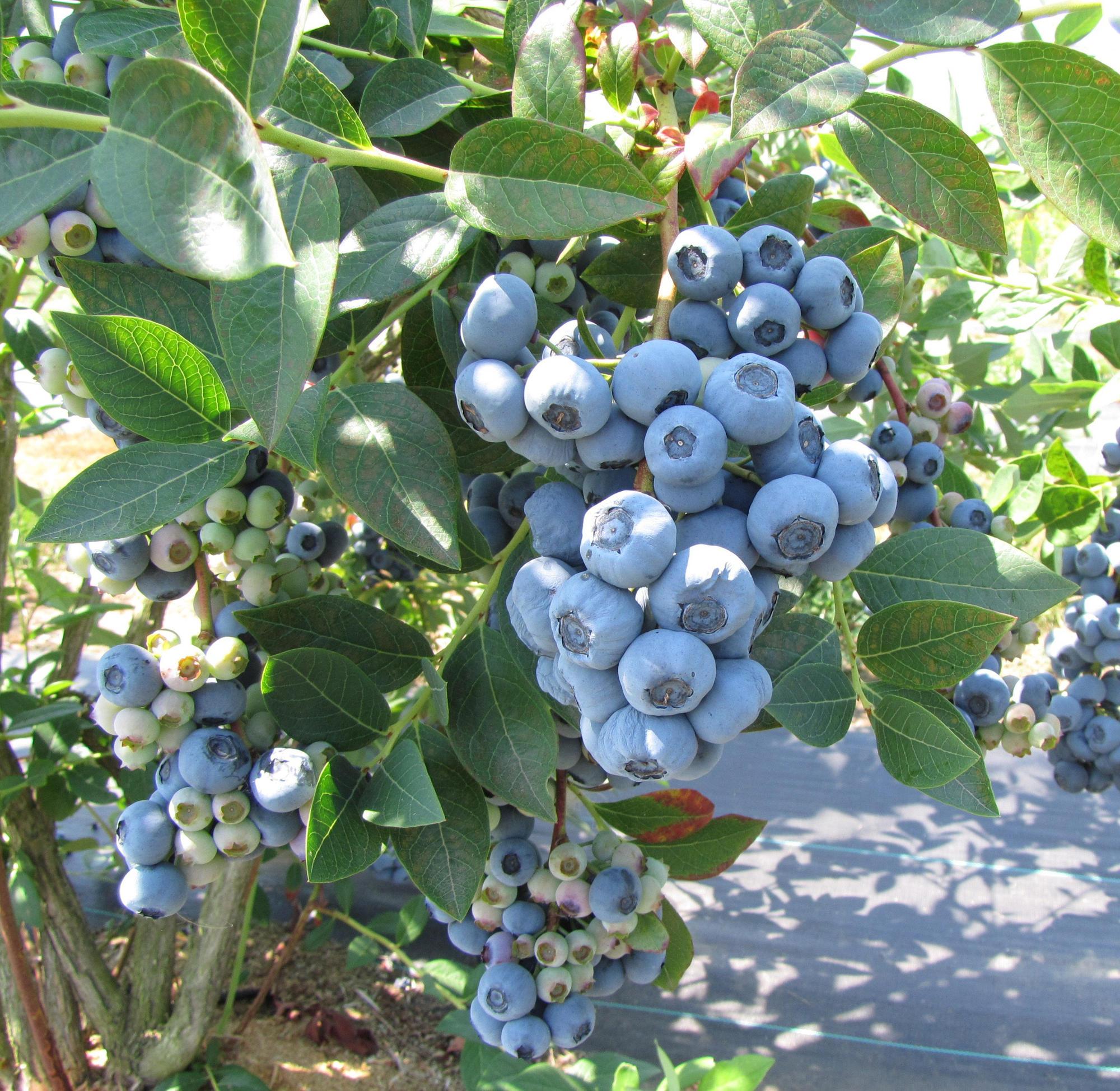 Darrow blueberries (northern highbrush types)