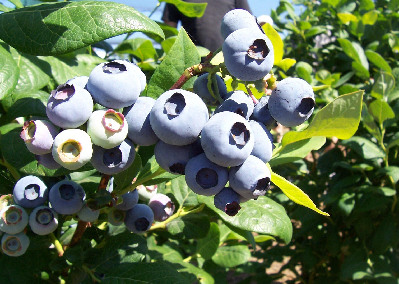 Draper blueberries (northern highbrush)