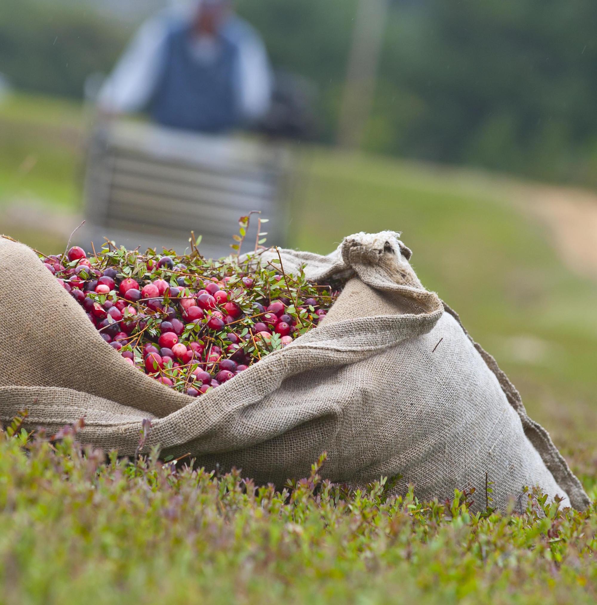 a sack of cranberries in a field