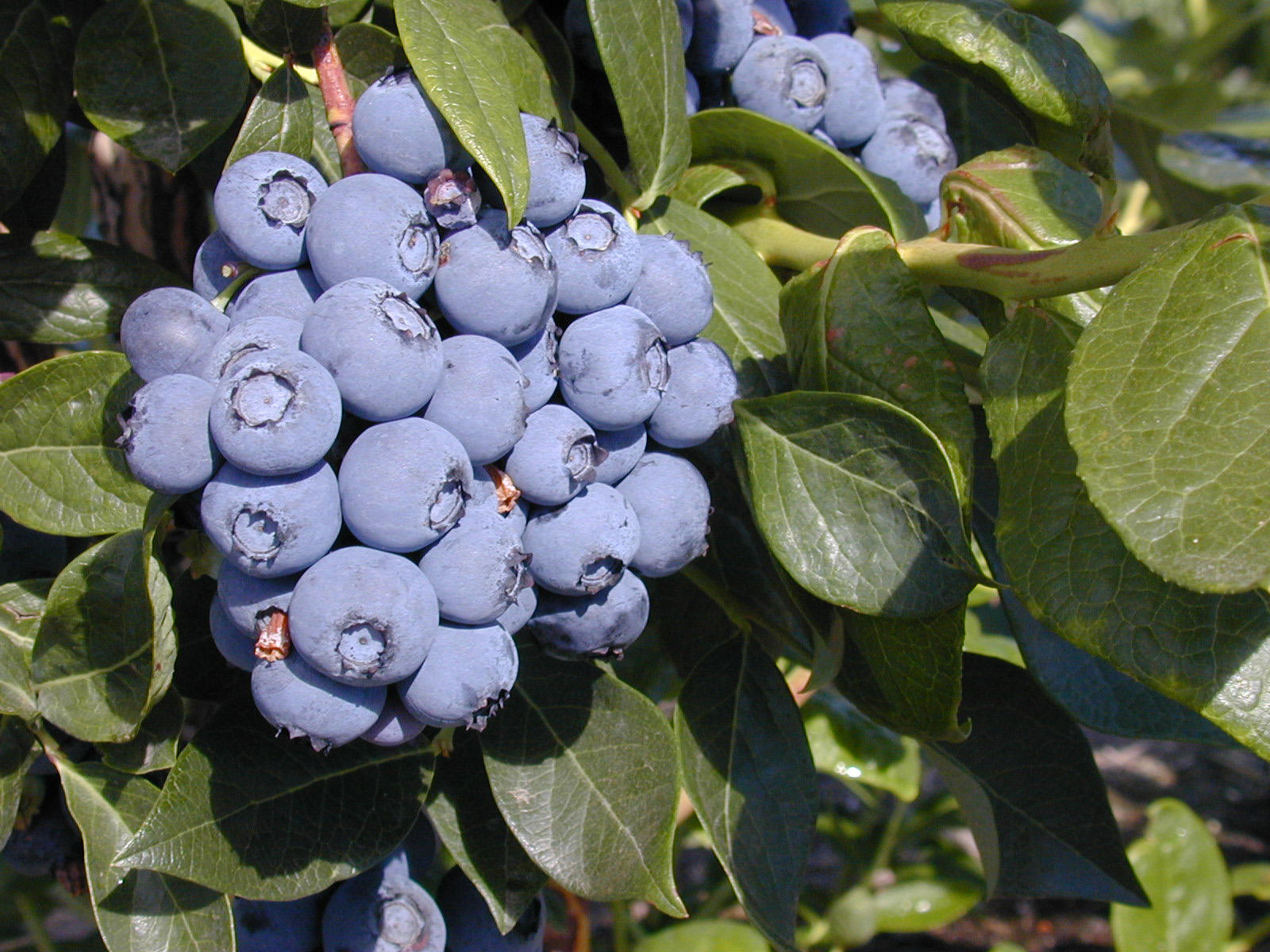Duke blueberries (northern highbrush)