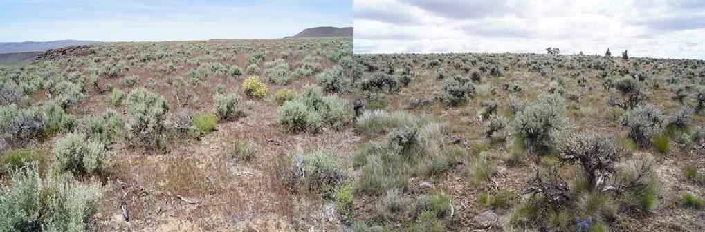 Annual grass-dominated and native grass-shrub plant communities