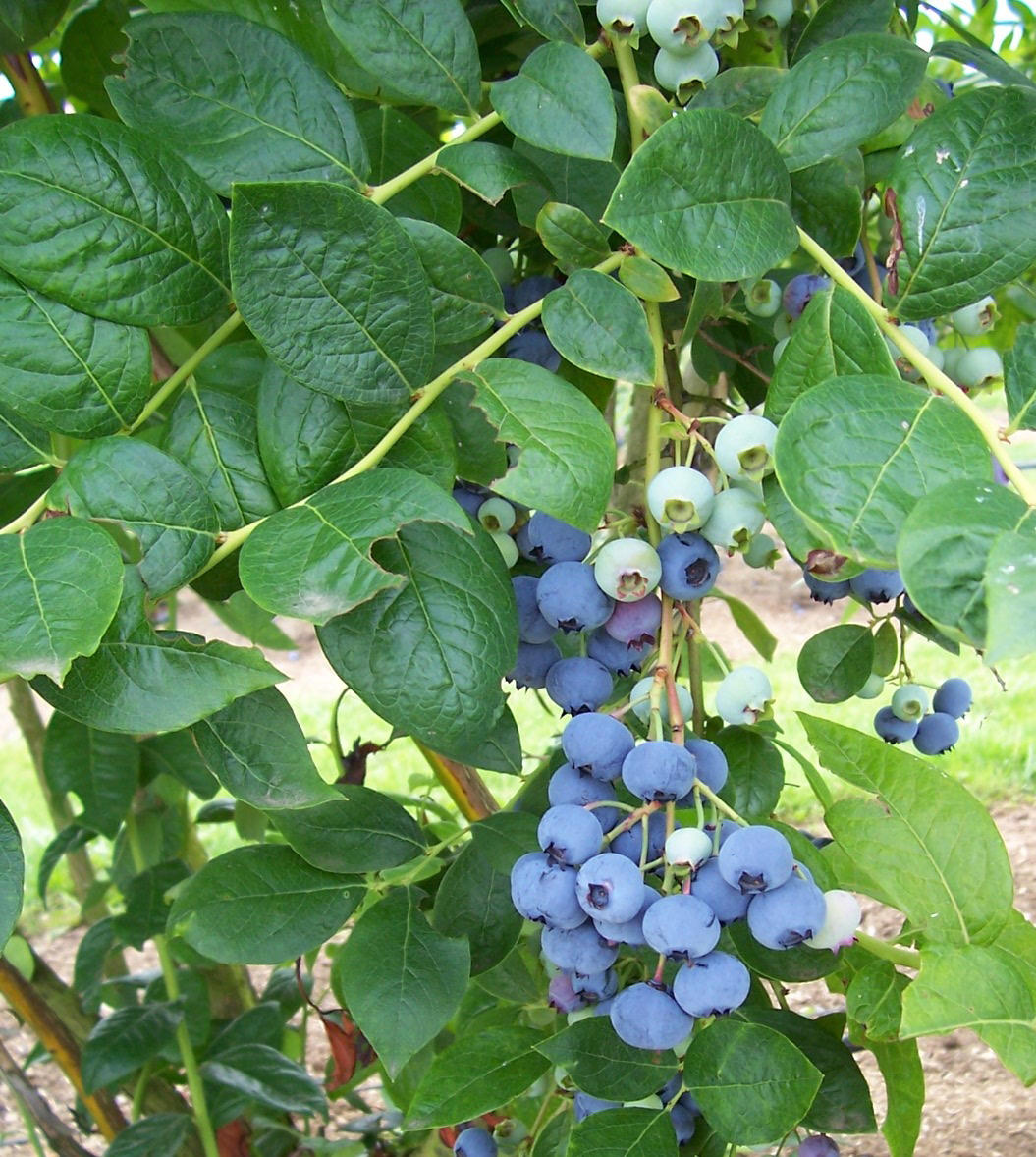 Jersey blueberries (northern highbrush types)