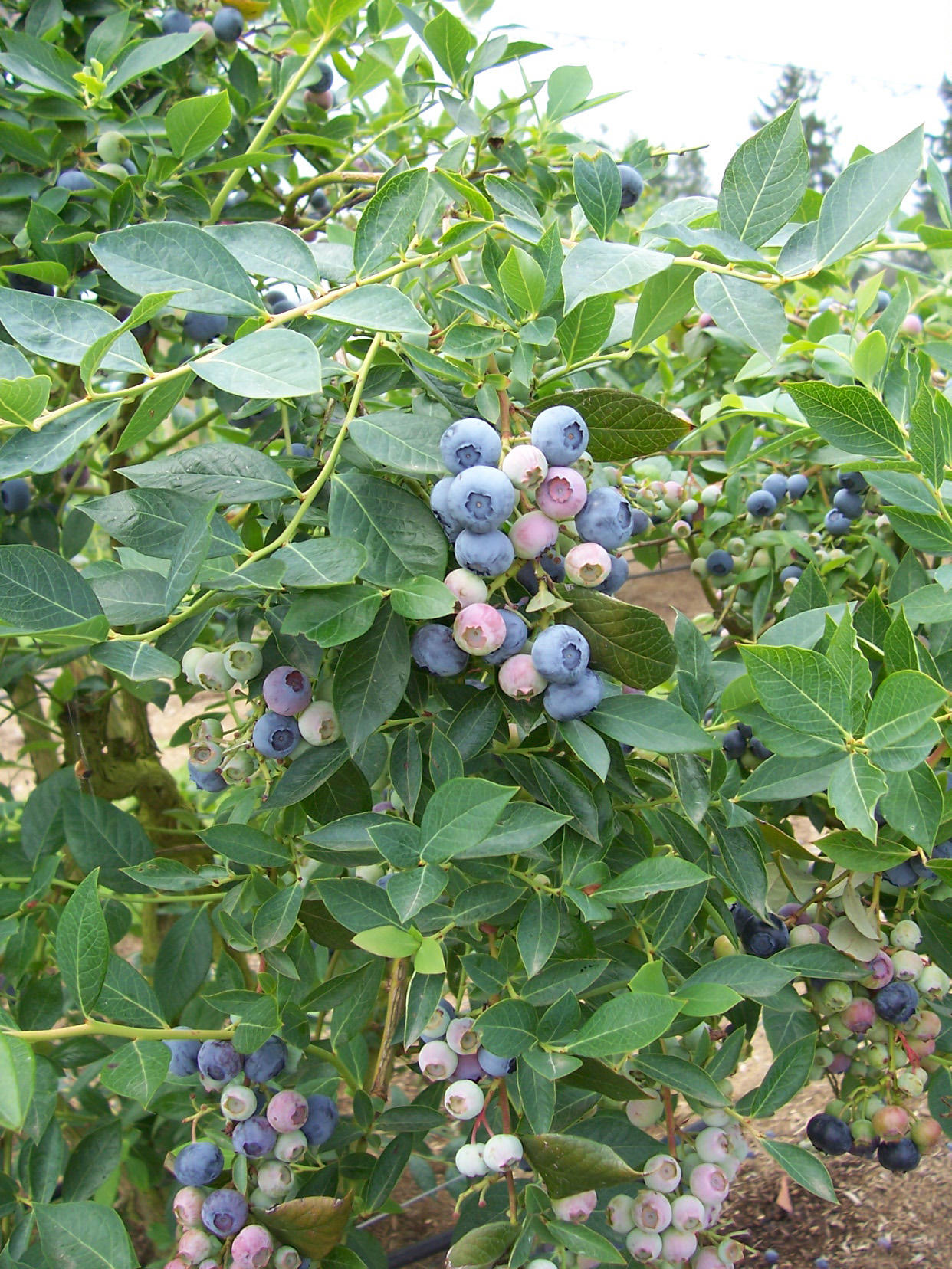 Legacy blueberries (northern highbrush types)