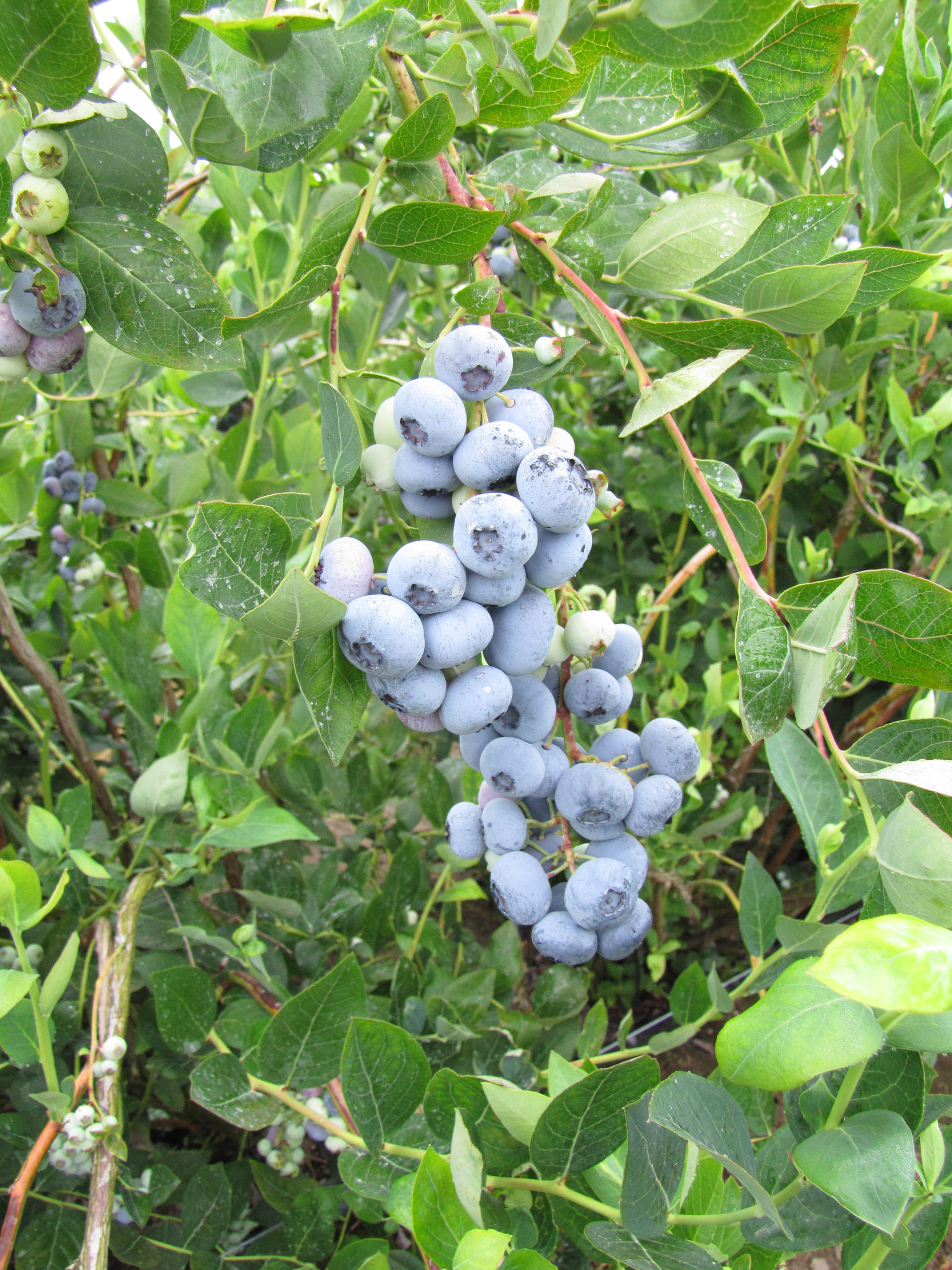 Liberty blueberries (northern highbrush types)