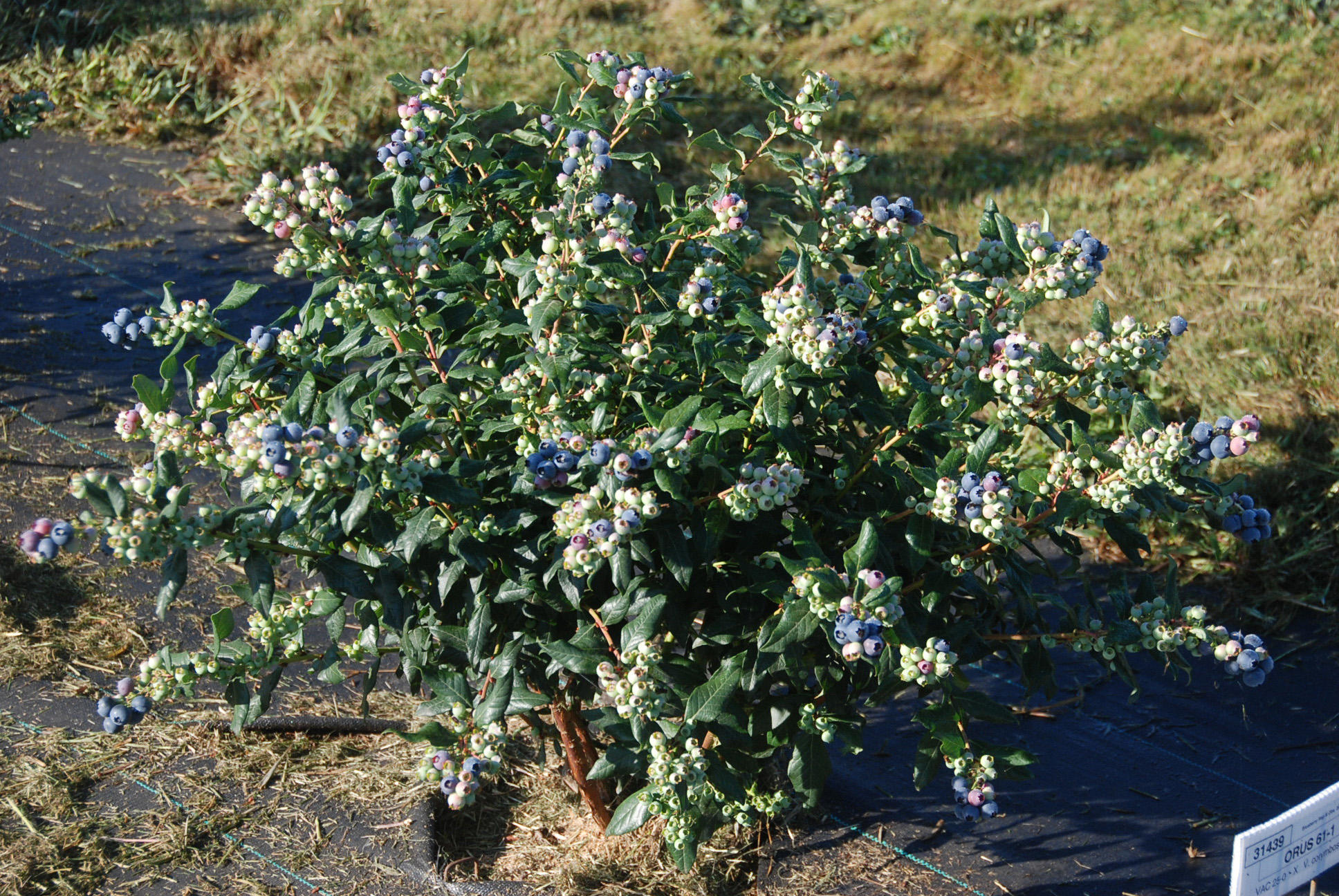 Perpetua blueberries (half-high, ornamental)
