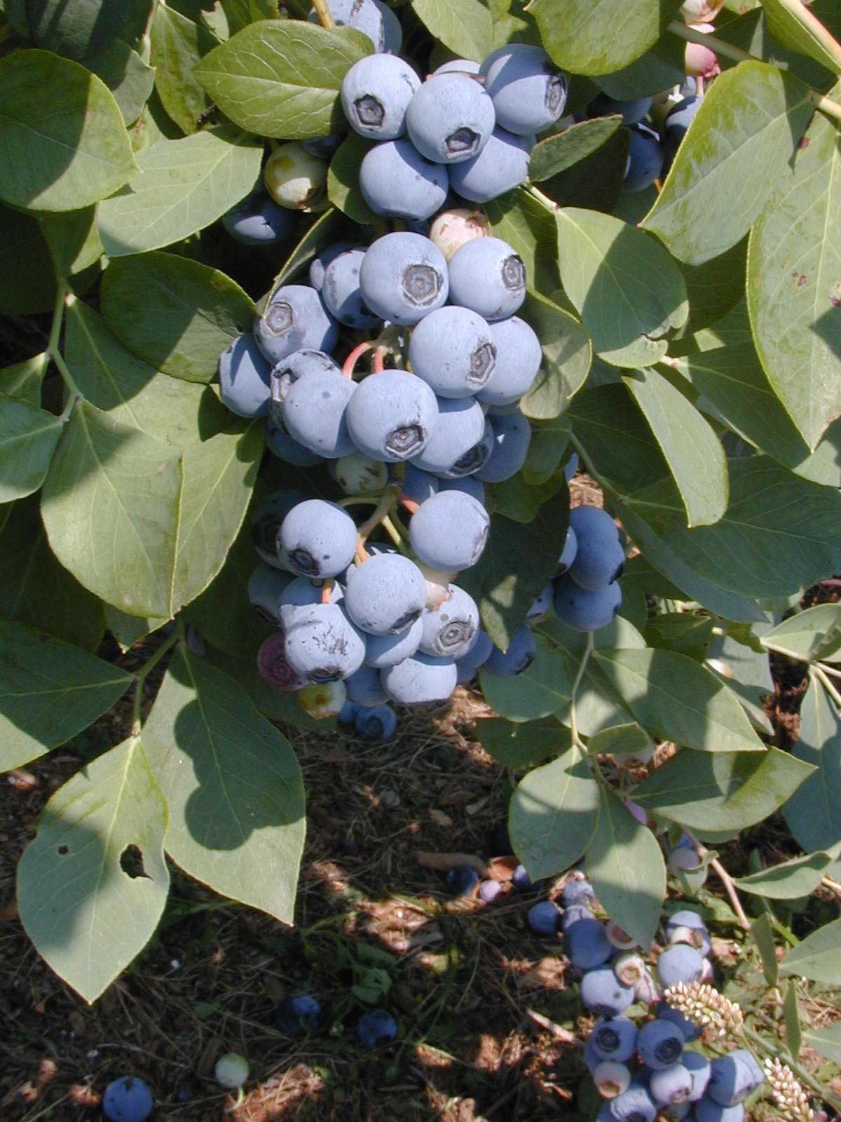 Powederblue blueberries (rabbiteye)