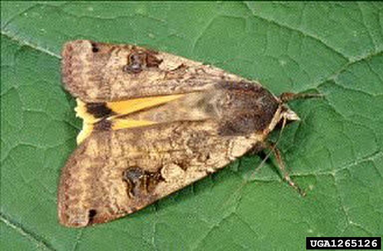 An adult winter cutworm moth.