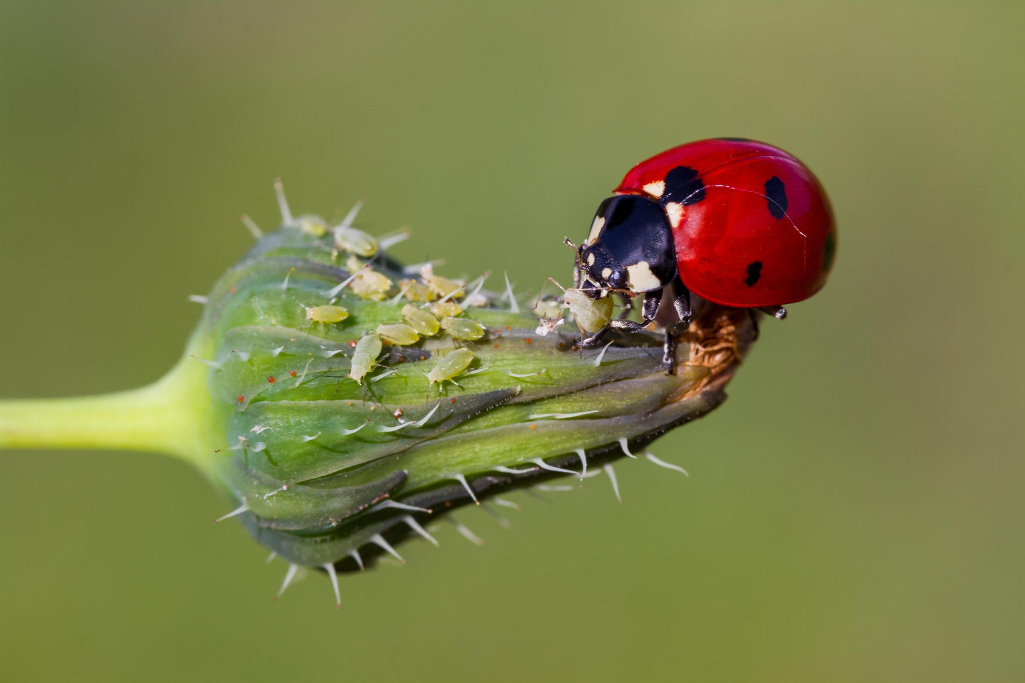 A ladybug eating aphids on a plant.