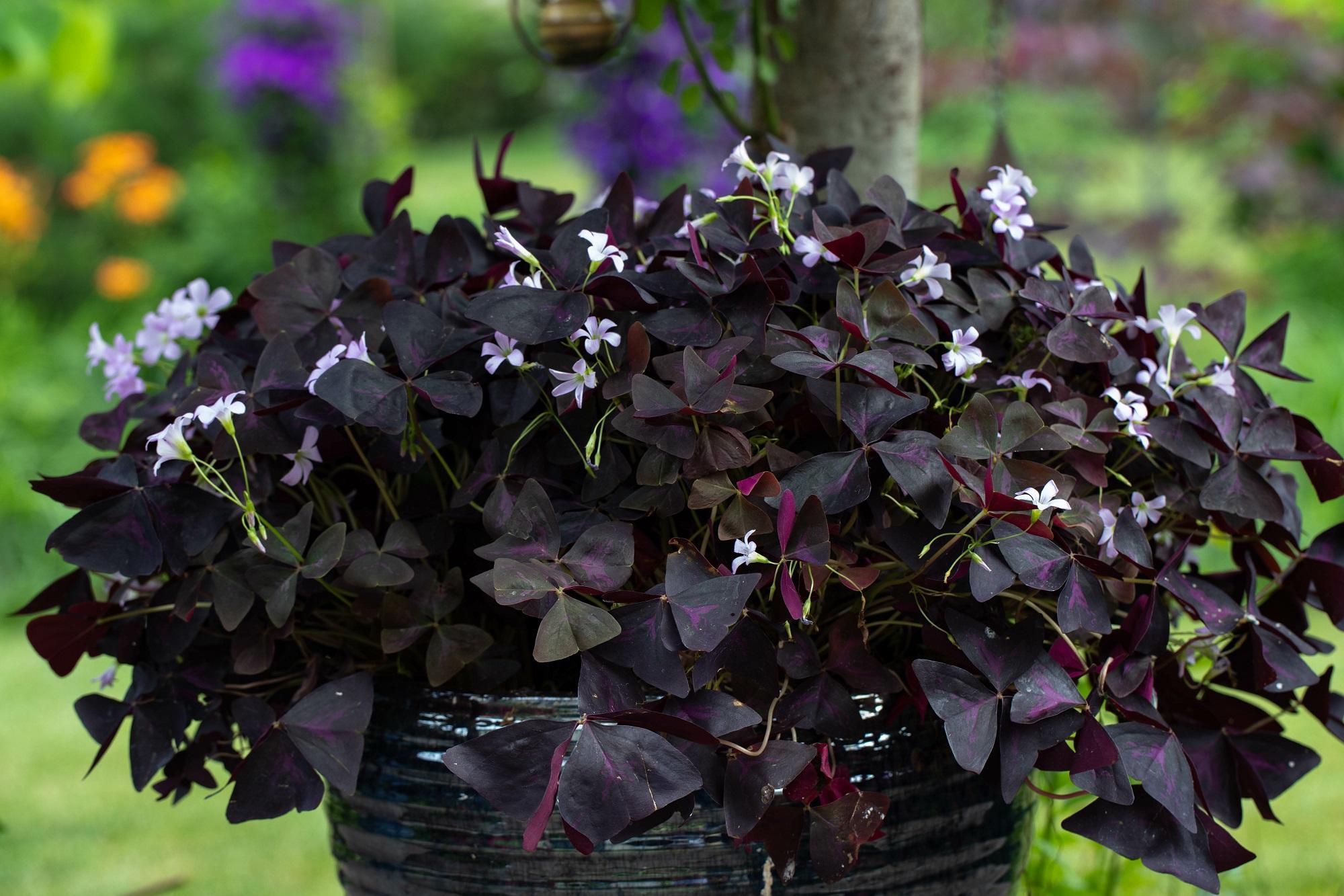 A false shamrock plant in a pot, featuring small white blooms and purple foliage,