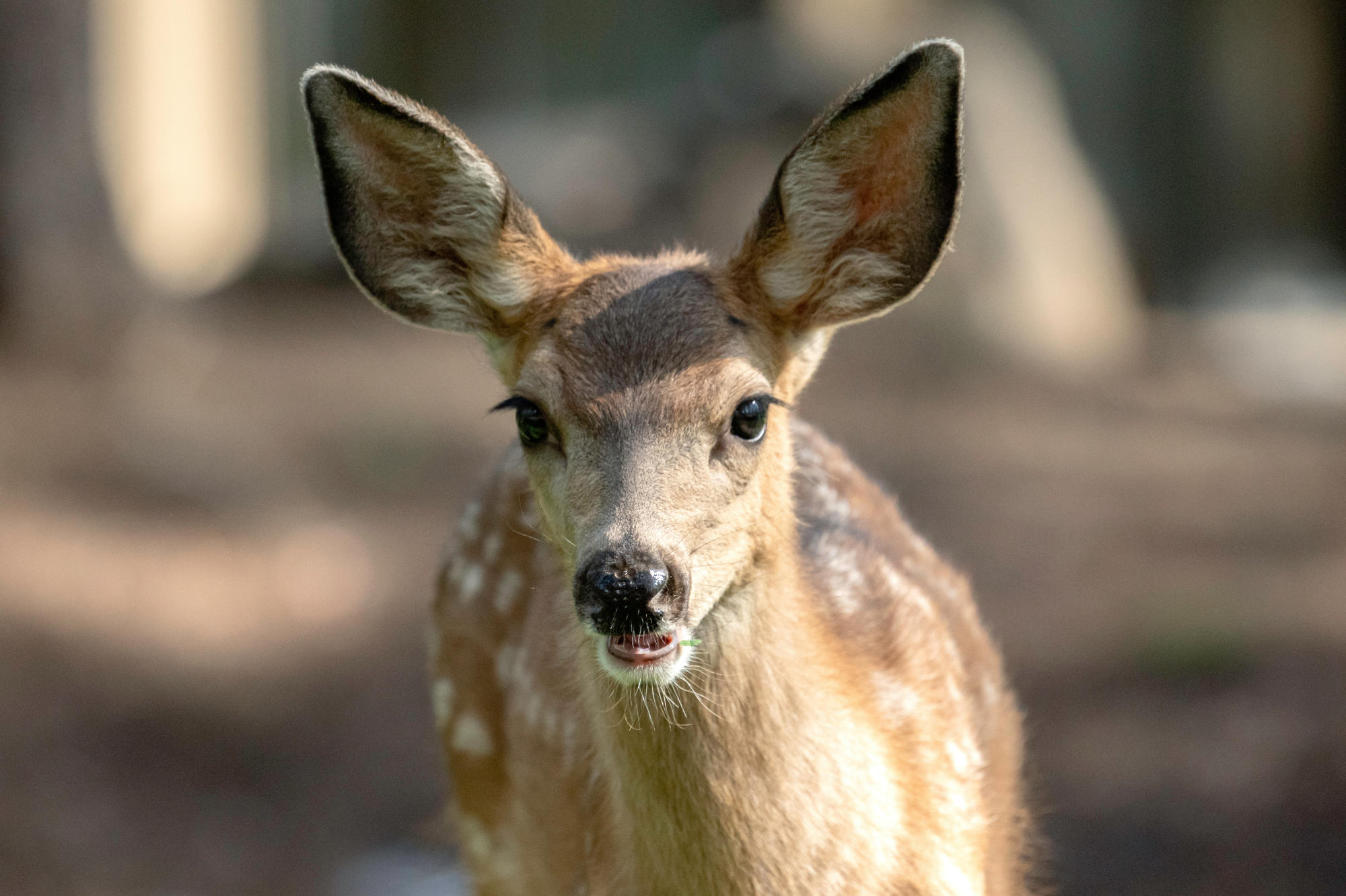 A fawn photographed in Sunriver, Oregon.