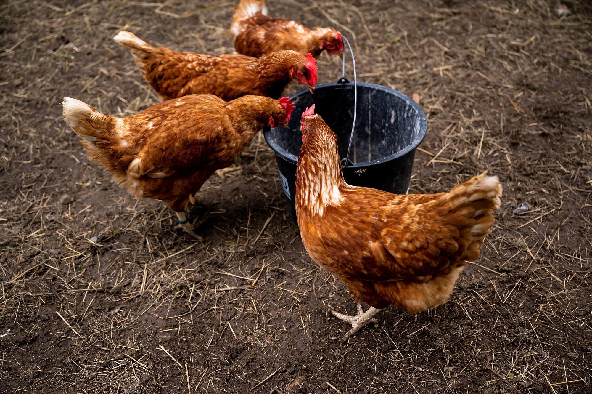 Four hens eating from a black bucket.