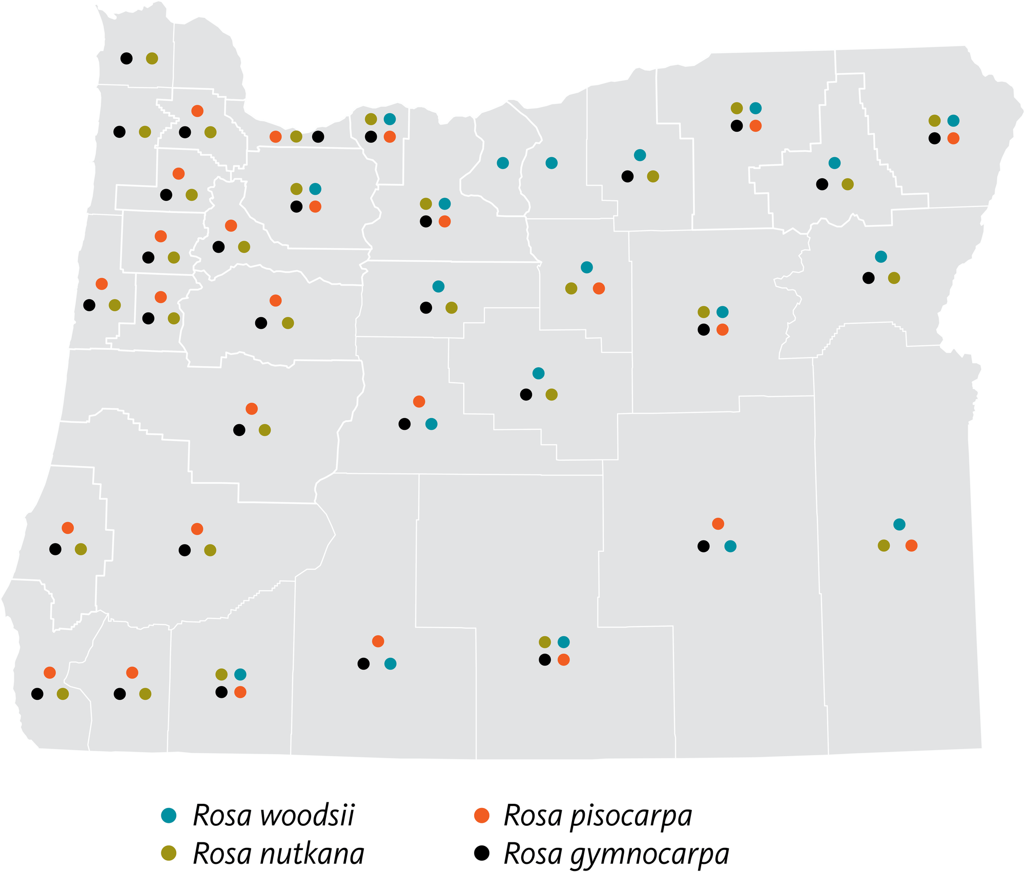 Oregon map showing which of four species of wild roses occurs where