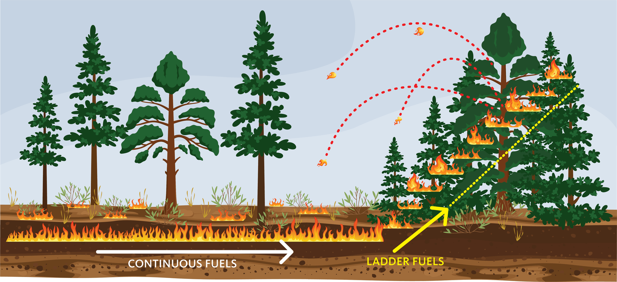 Fire spreading horizontally across land, then vertically into tree canopy