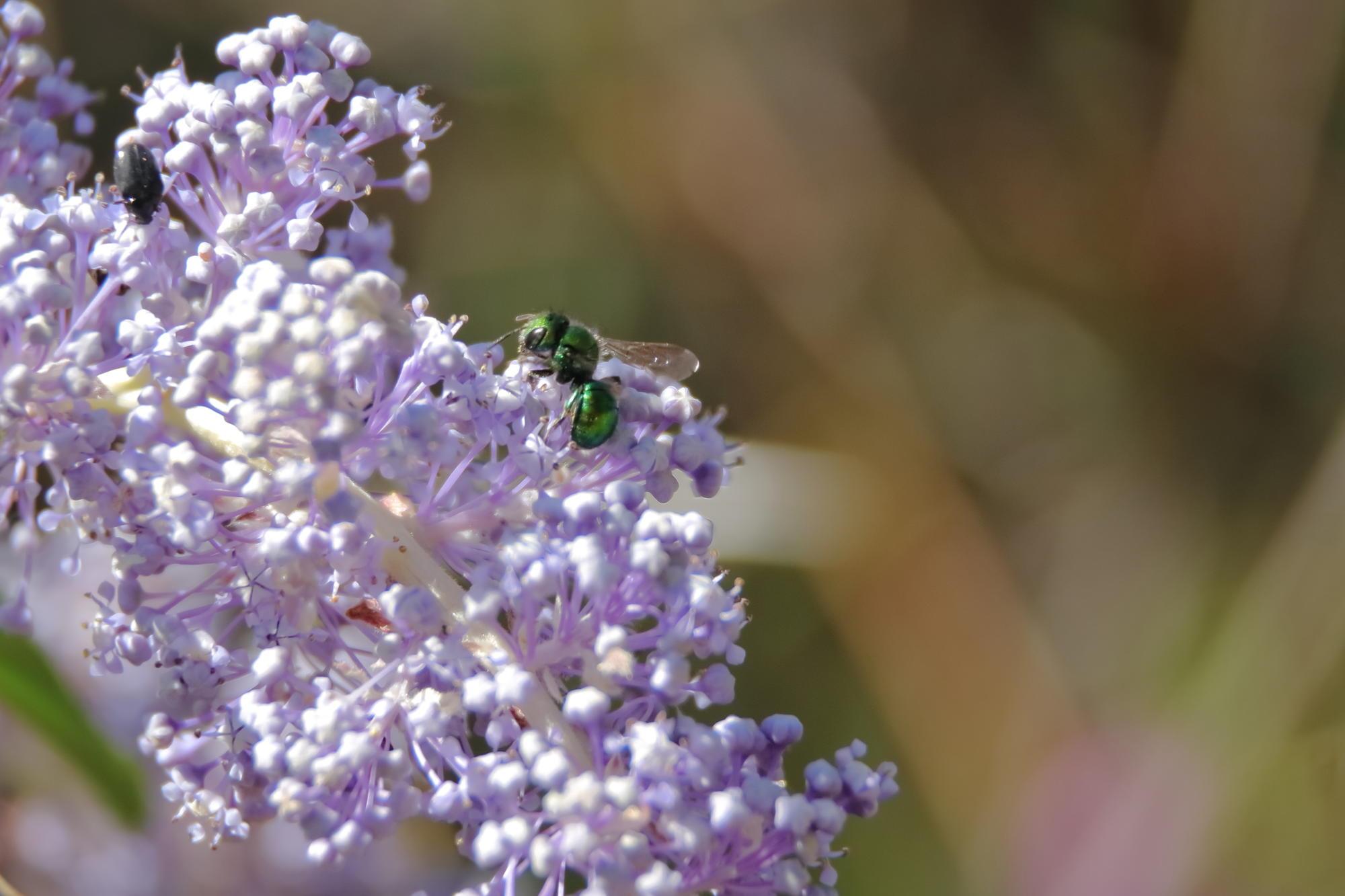 small green bee on lilac-type flower
