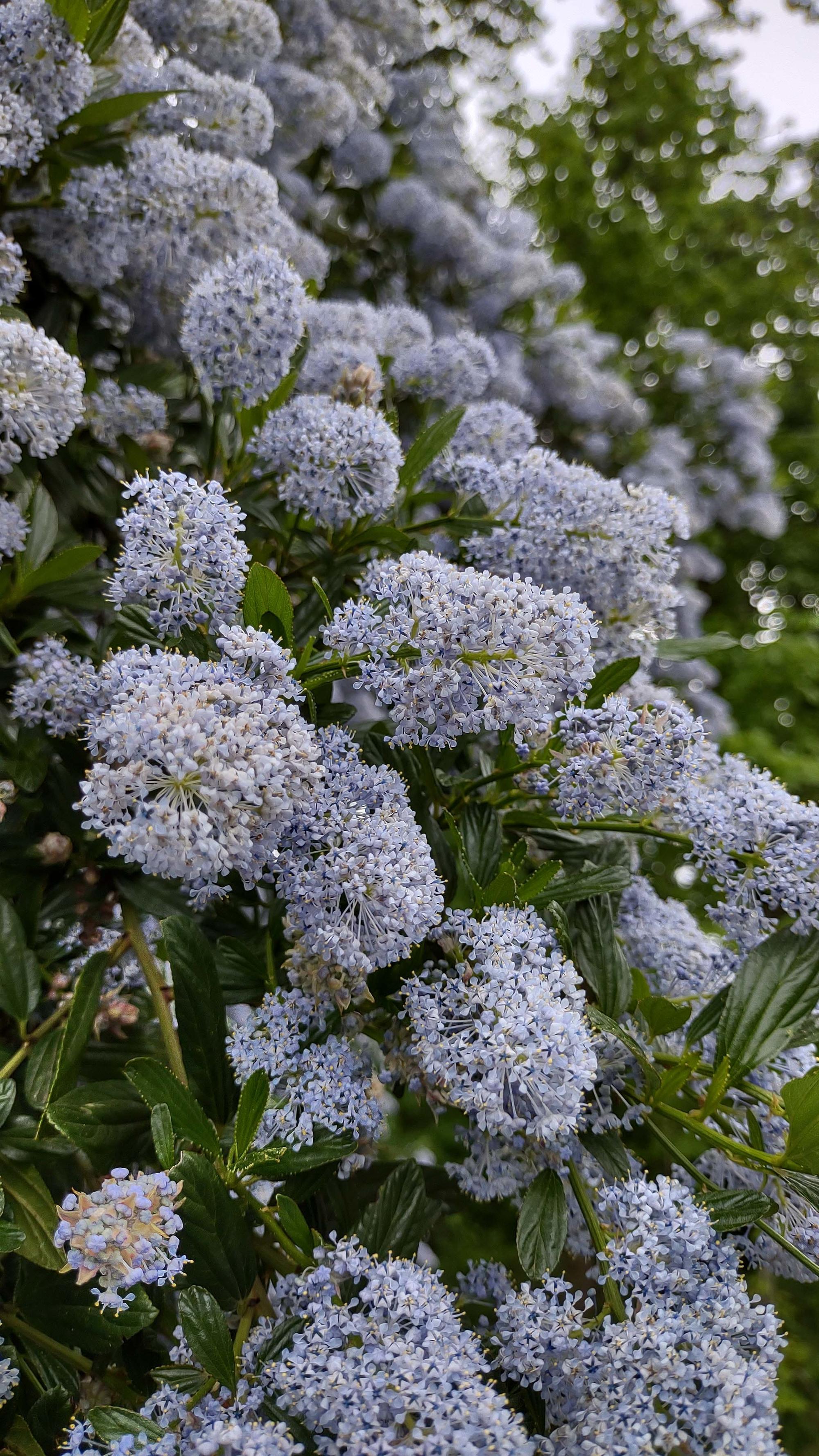 big bush packed with clusters of lilac flowers