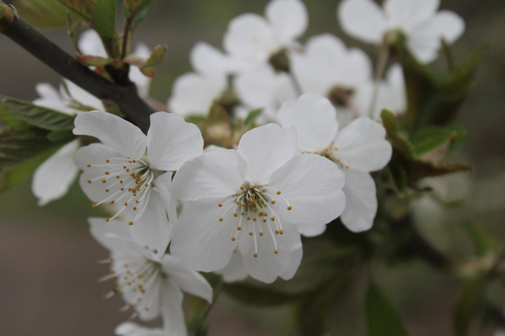 group of crab apple flowers white