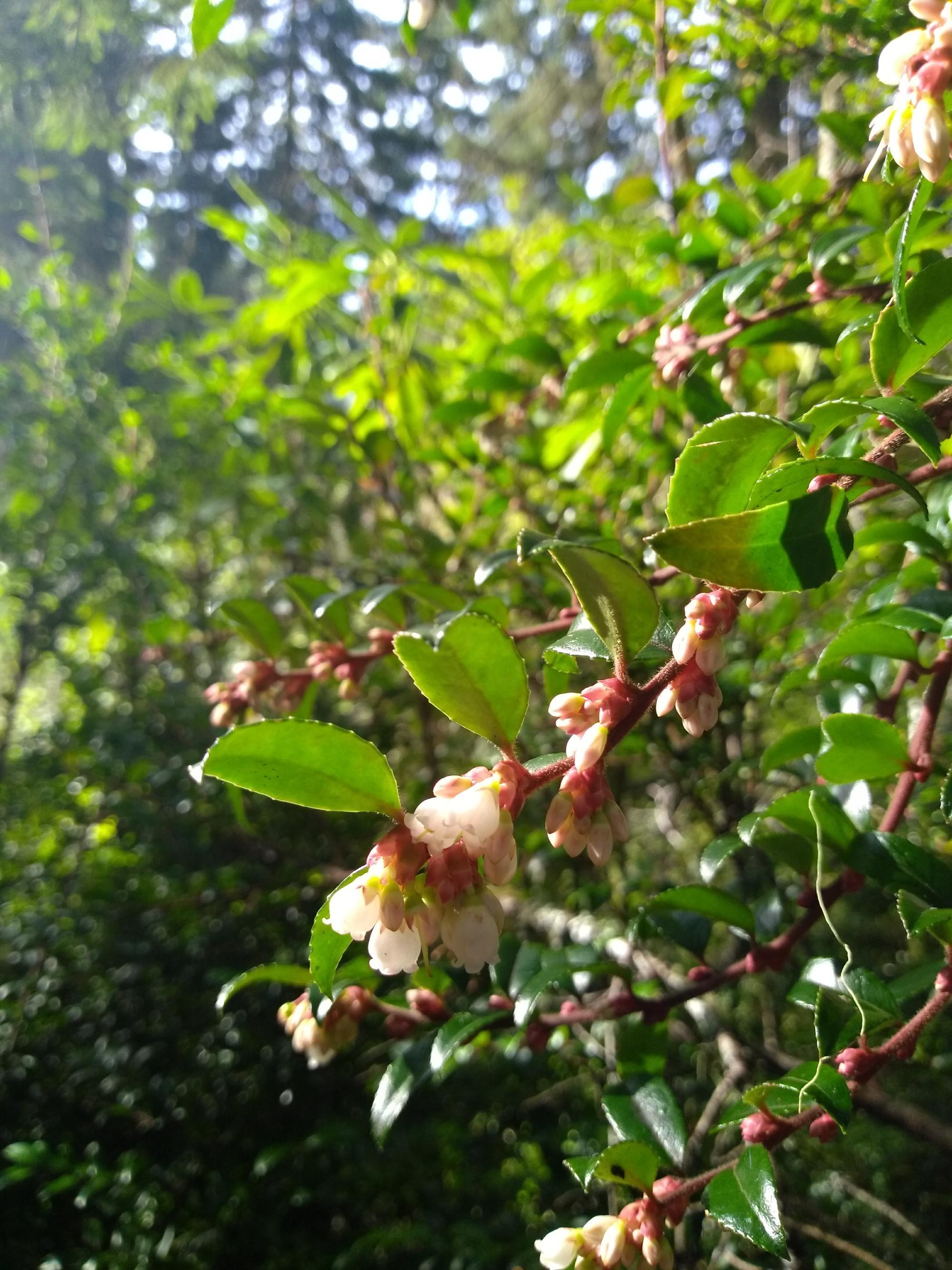 white bell-shaped flowers on leathery-leaved bush