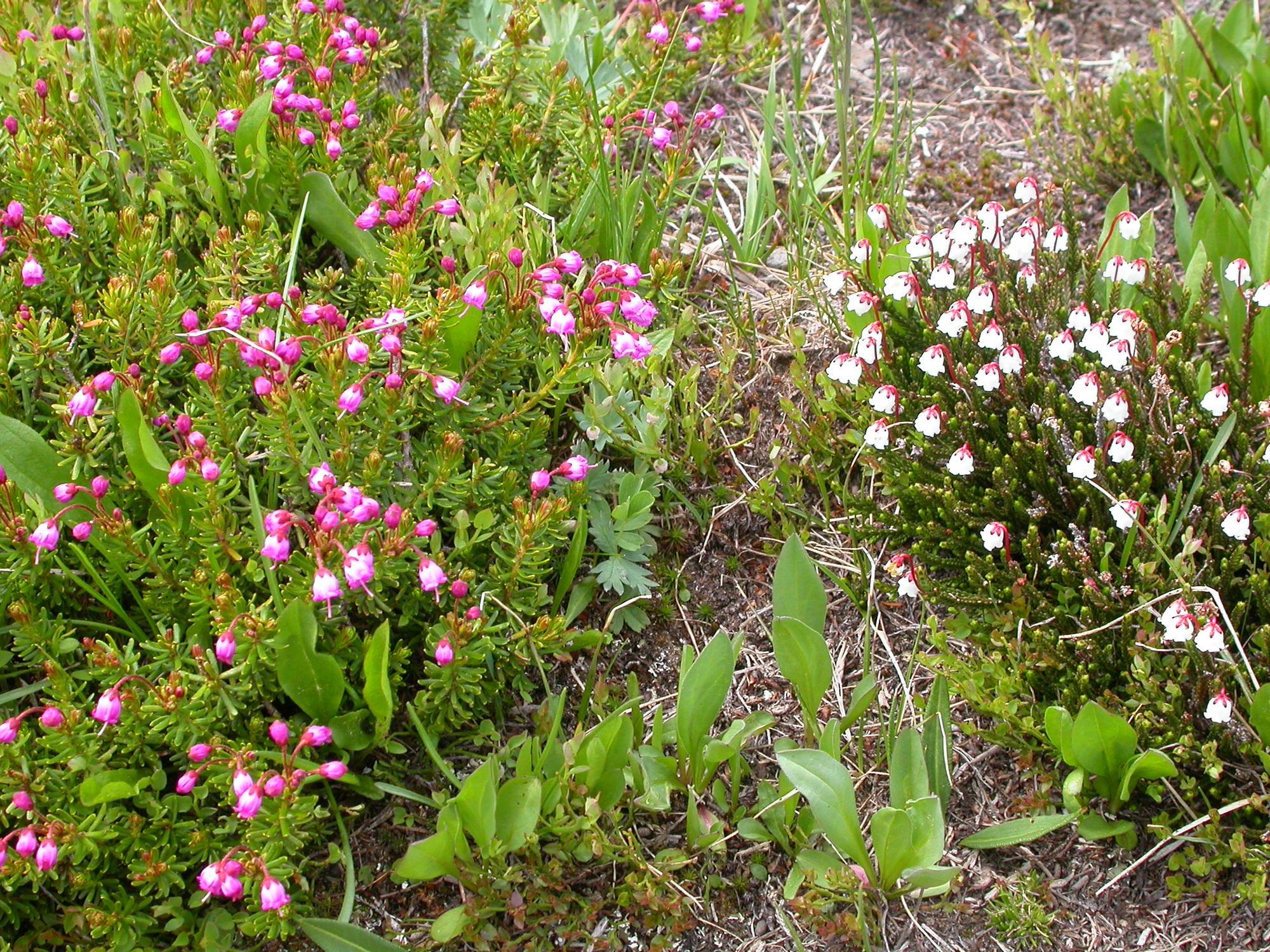 short plants with ferny foliage and small, bell-shaped pink or white flowers