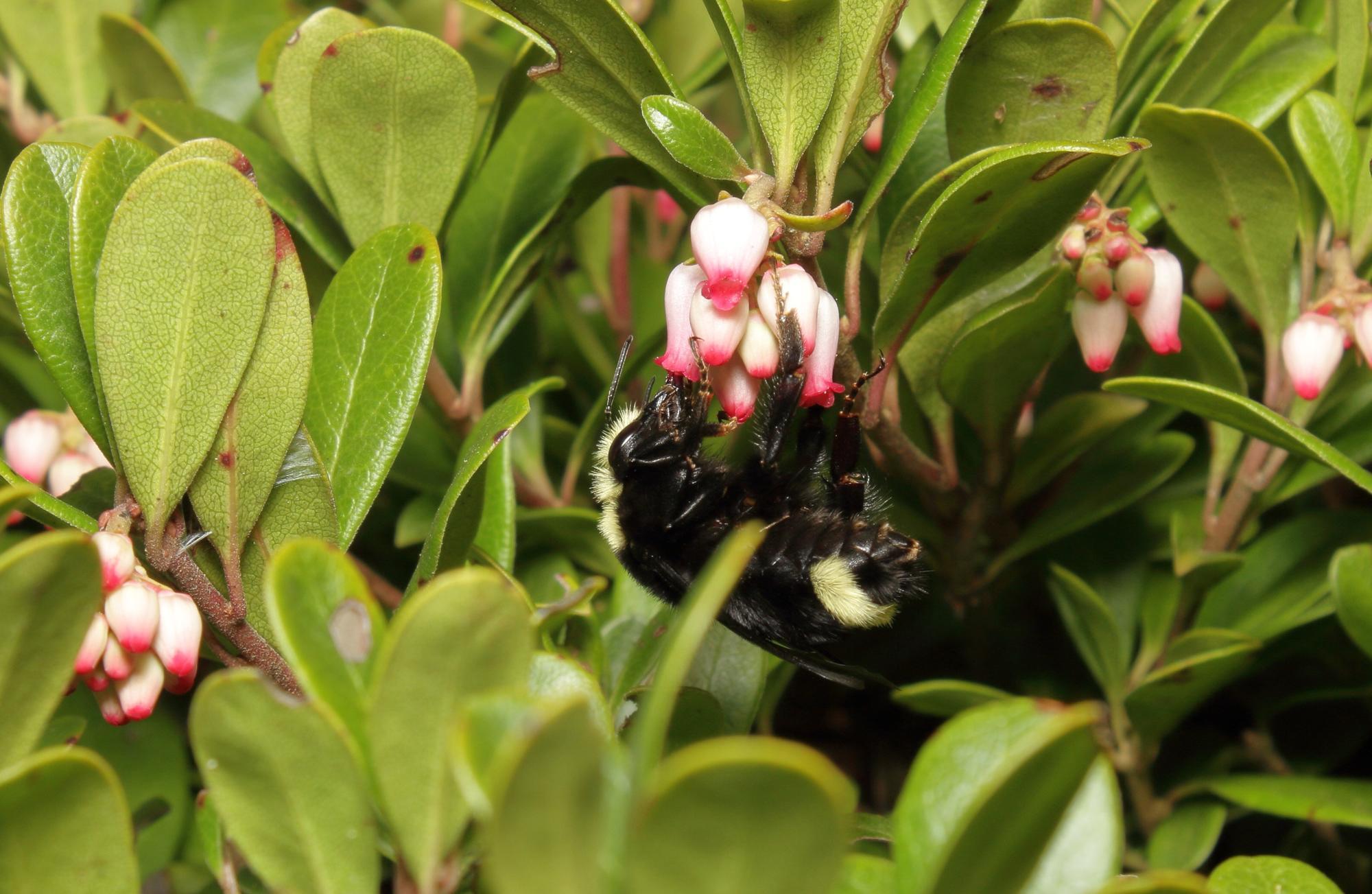 bumble bee on cup-shaped pink flowers on low plants with leathery leaves