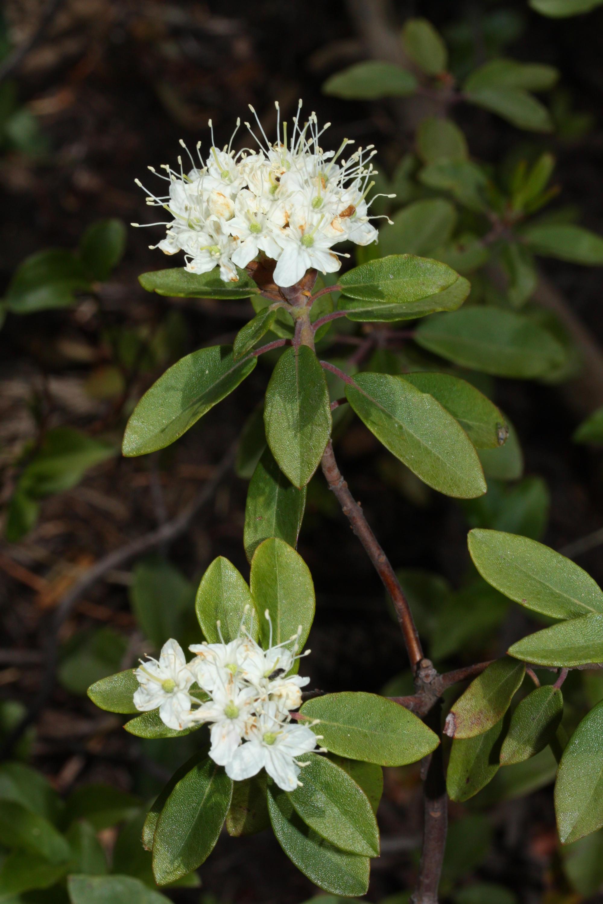 large shrub with two composite white flowers