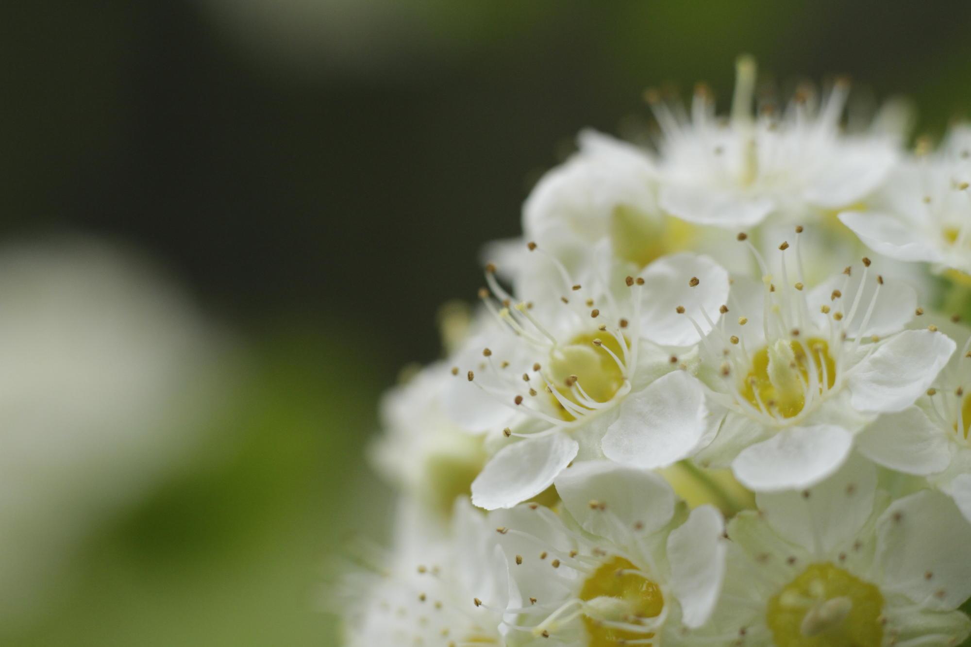 small white composite flowers, close up
