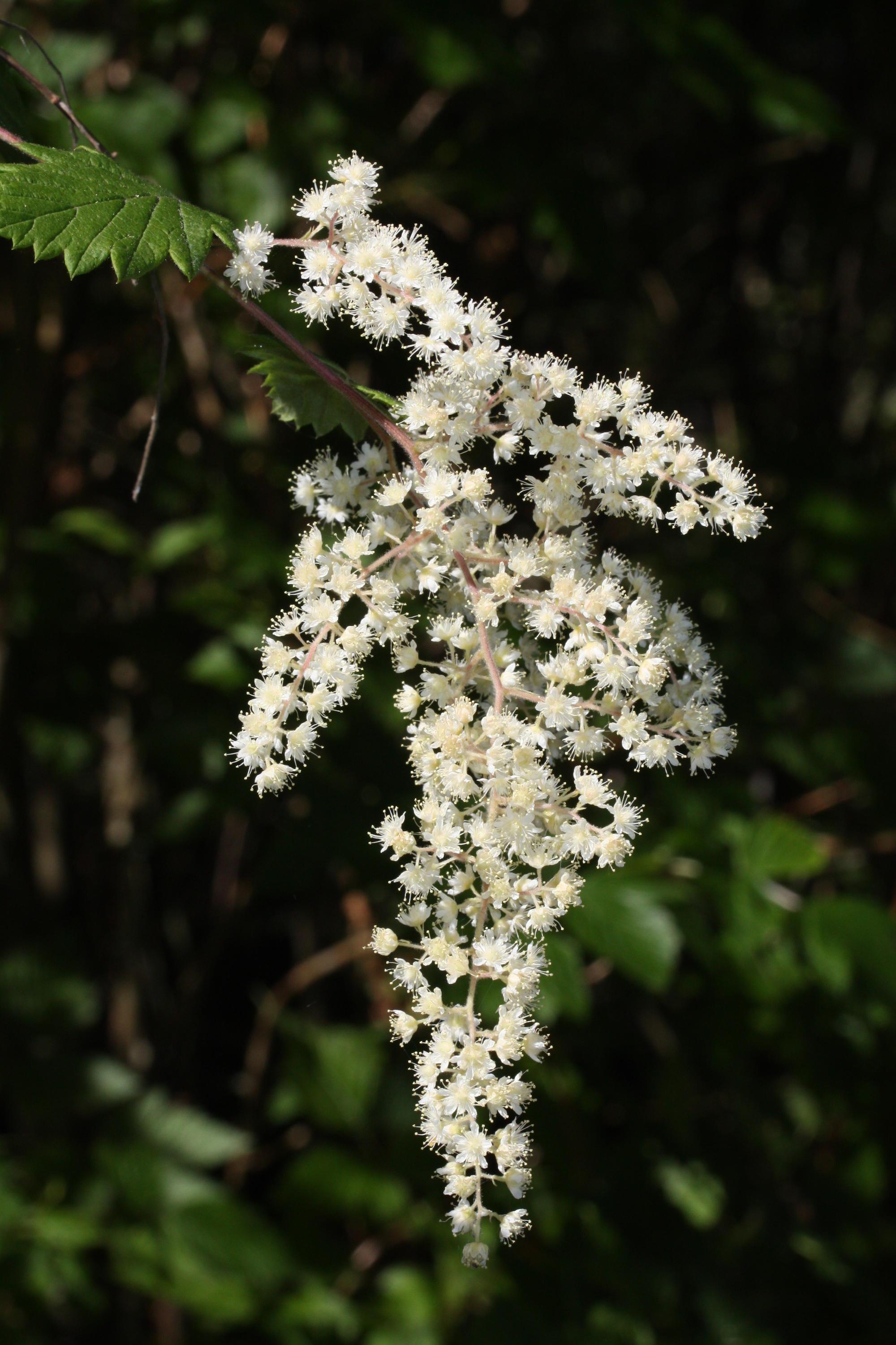 plume of tiny white composite flowers